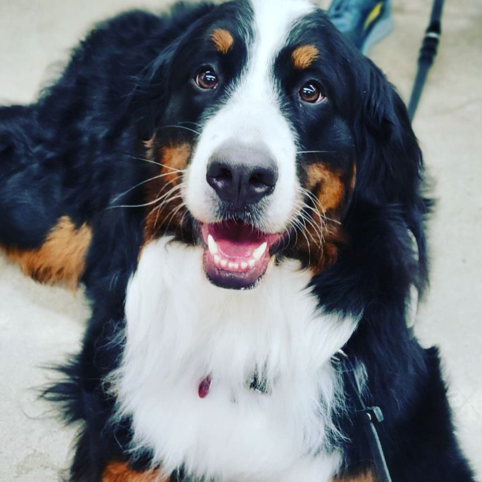 Bernese Mountain Dog with a white chest, brown markings, and a happy expression.