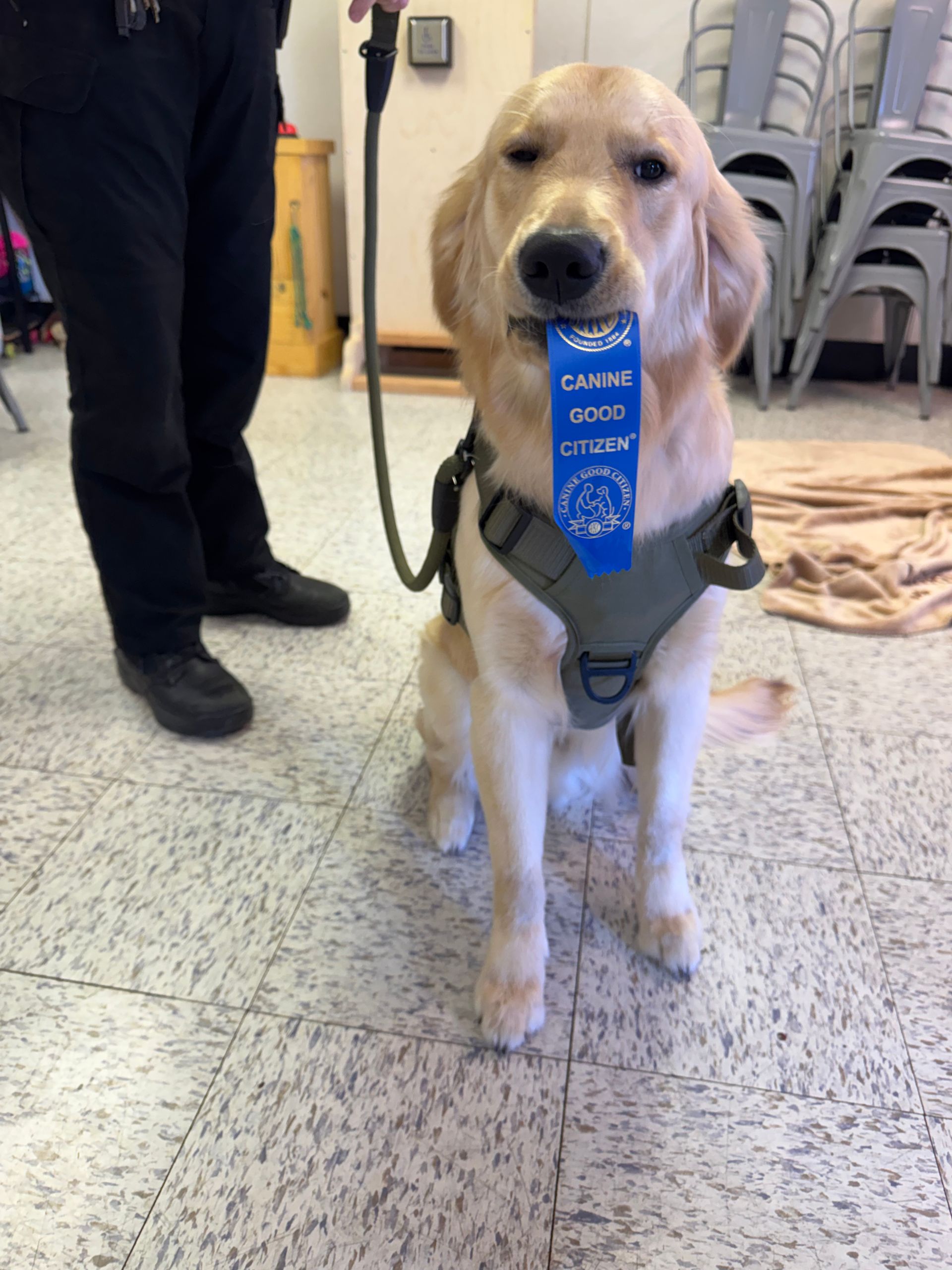 a white puppy is sitting on the ground with a leash around its neck .