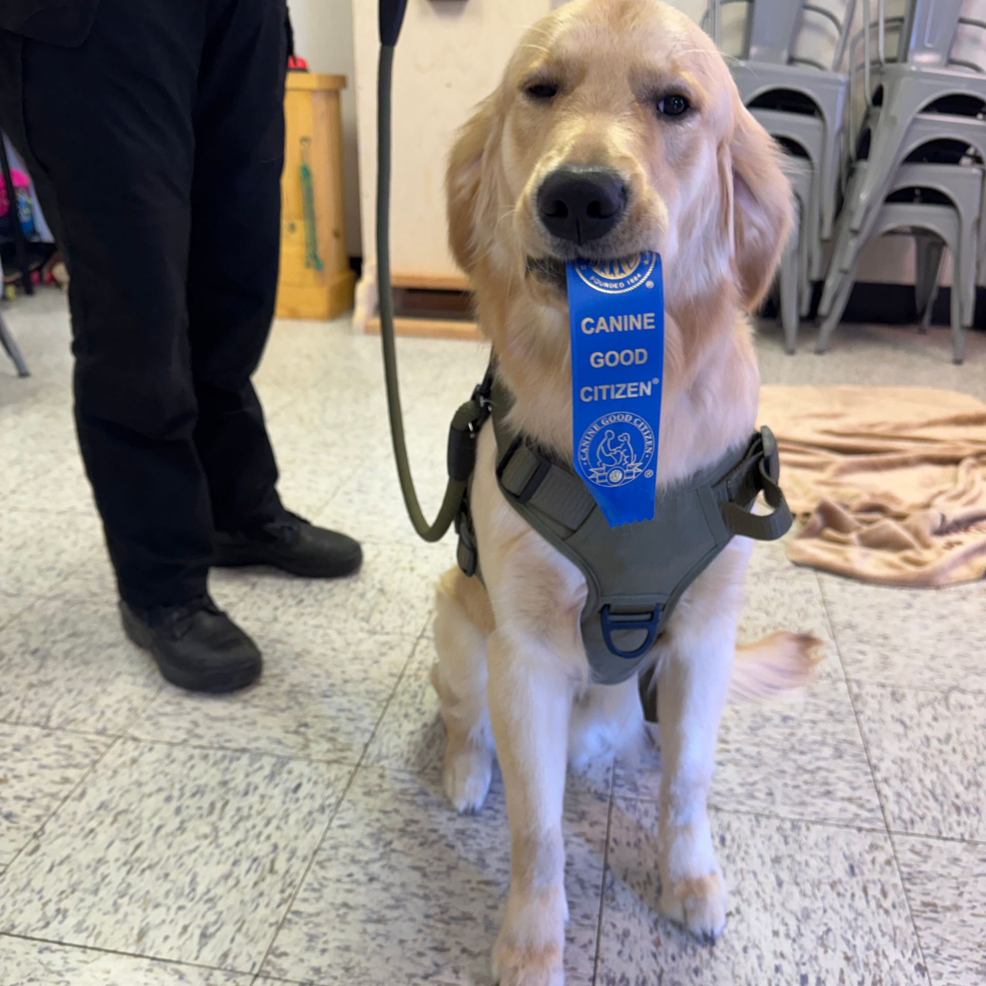 a white puppy is sitting on the ground with a leash around its neck .