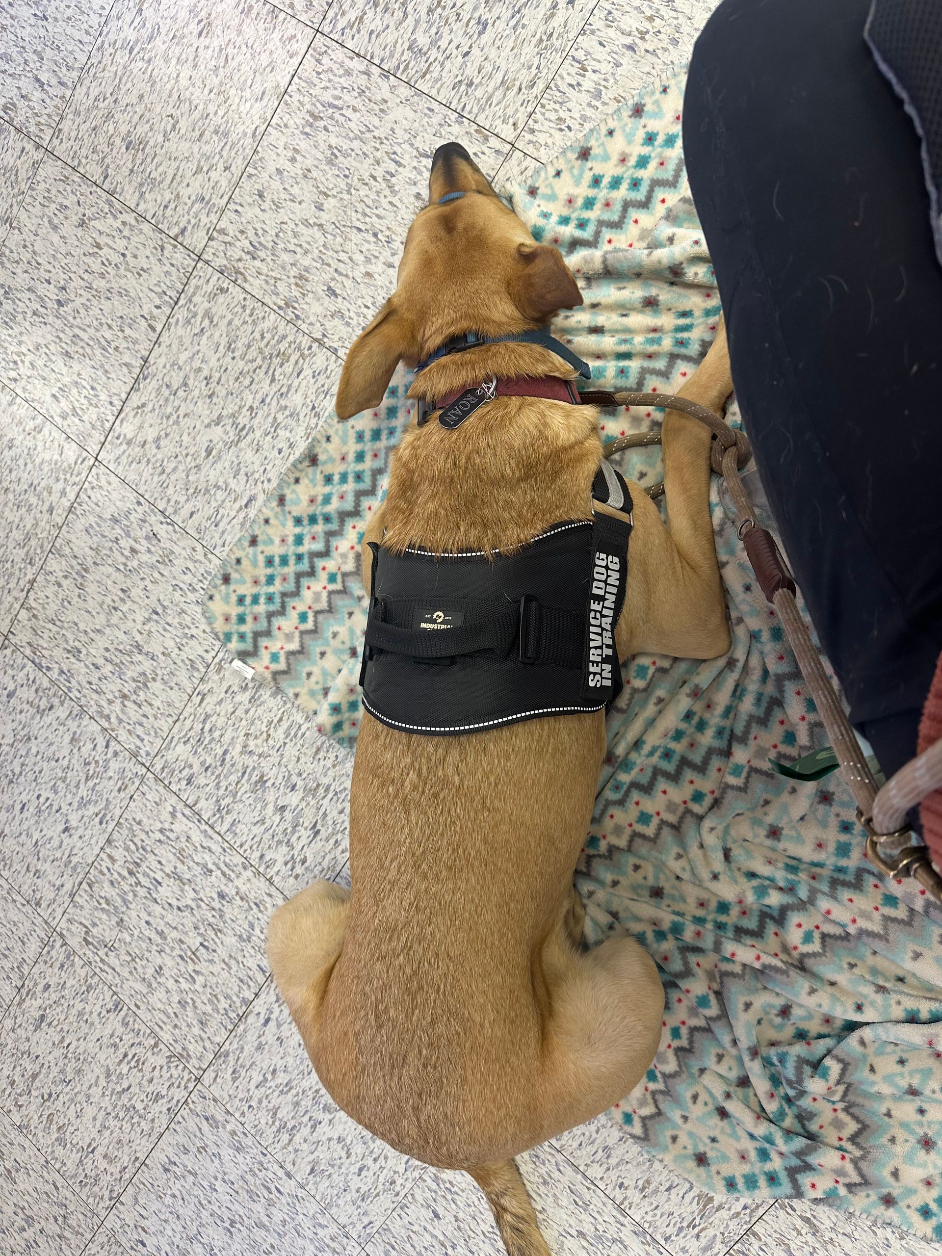 a brown service dog laying on place