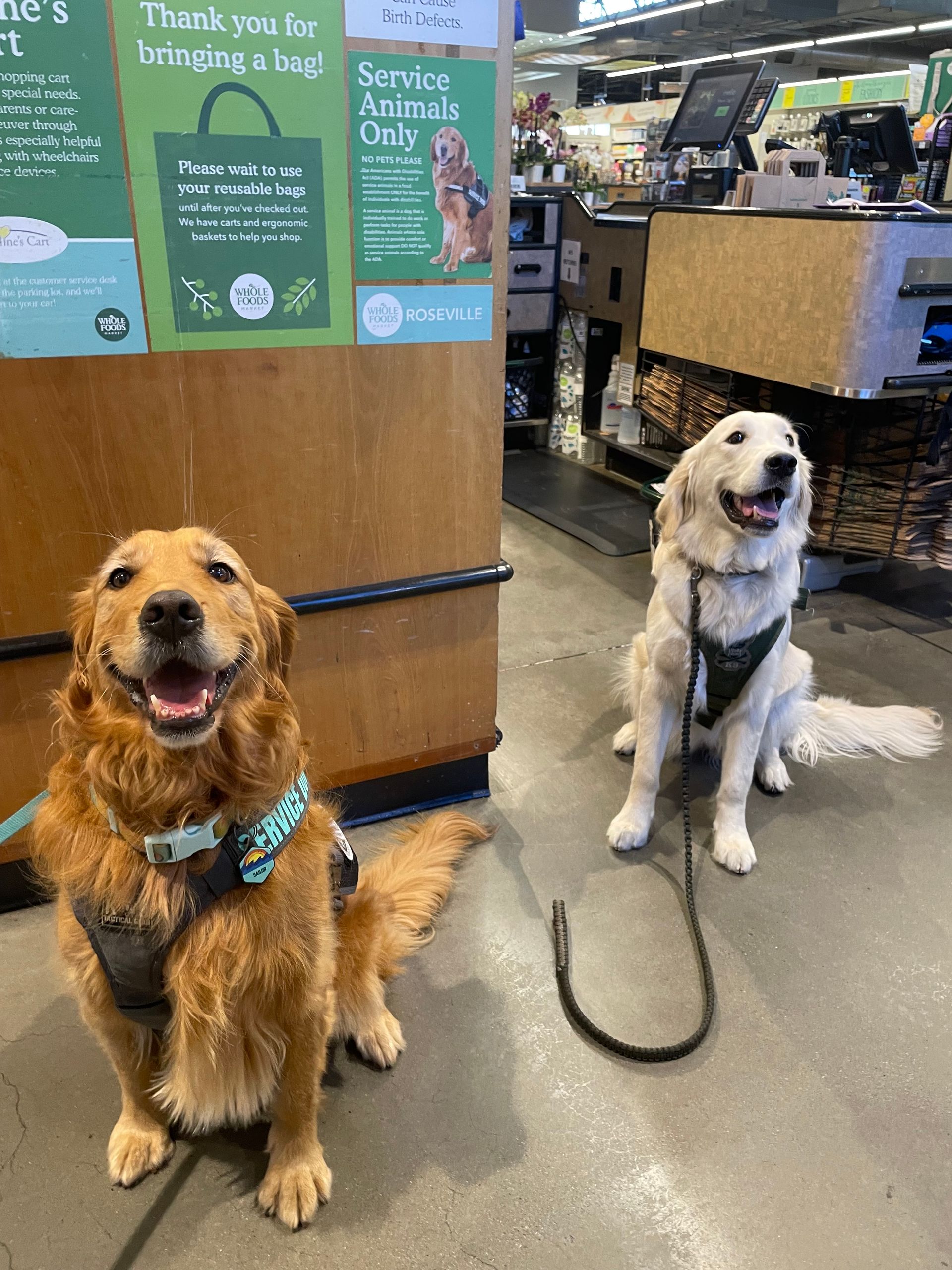 two golden retriever sevice dogs