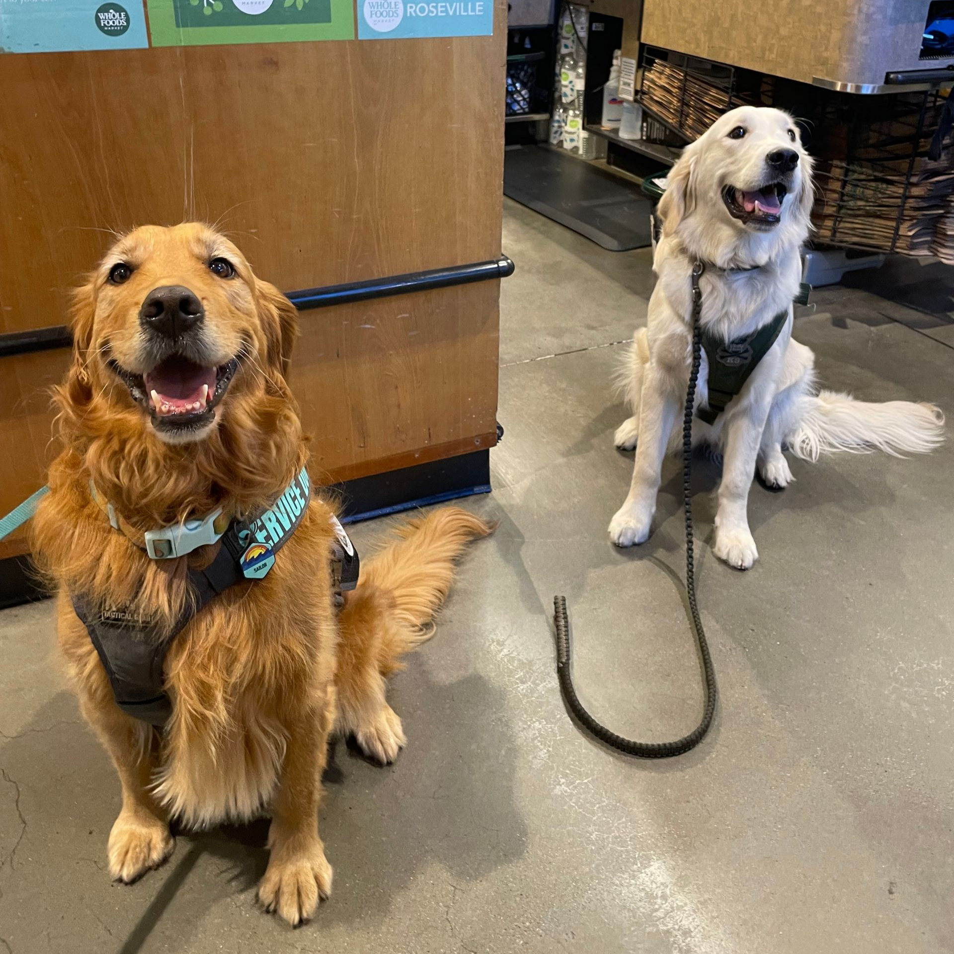 two golden retriever sevice dogs