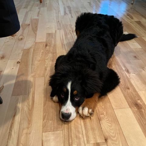 a black and white dog is laying on its back on a wooden floor .