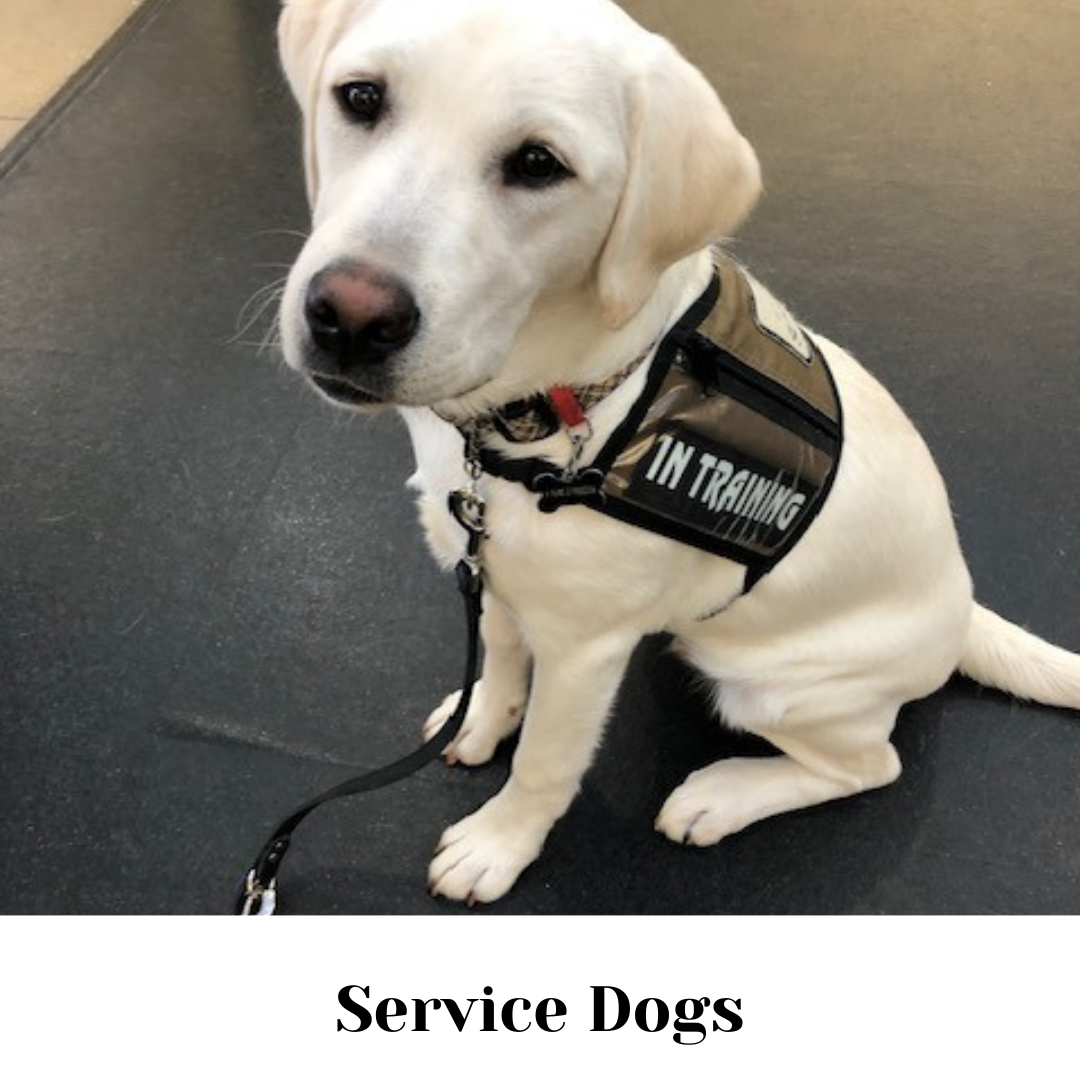 a service dog wearing a vest that says 