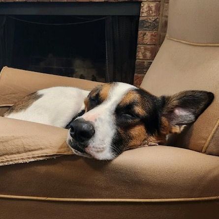 a brown and white dog is sleeping on a chair in front of a fireplace .