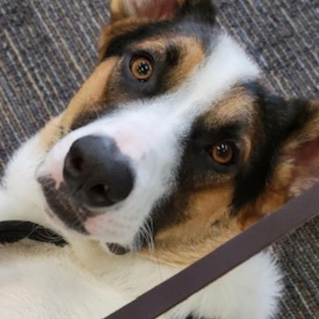 a close up of a brown and white dog on a leash looking at the camera .