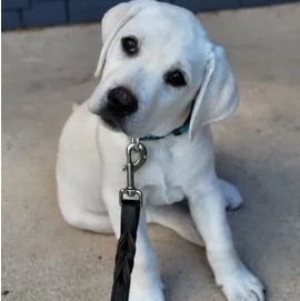 a white puppy is sitting on the ground with a leash around its neck .