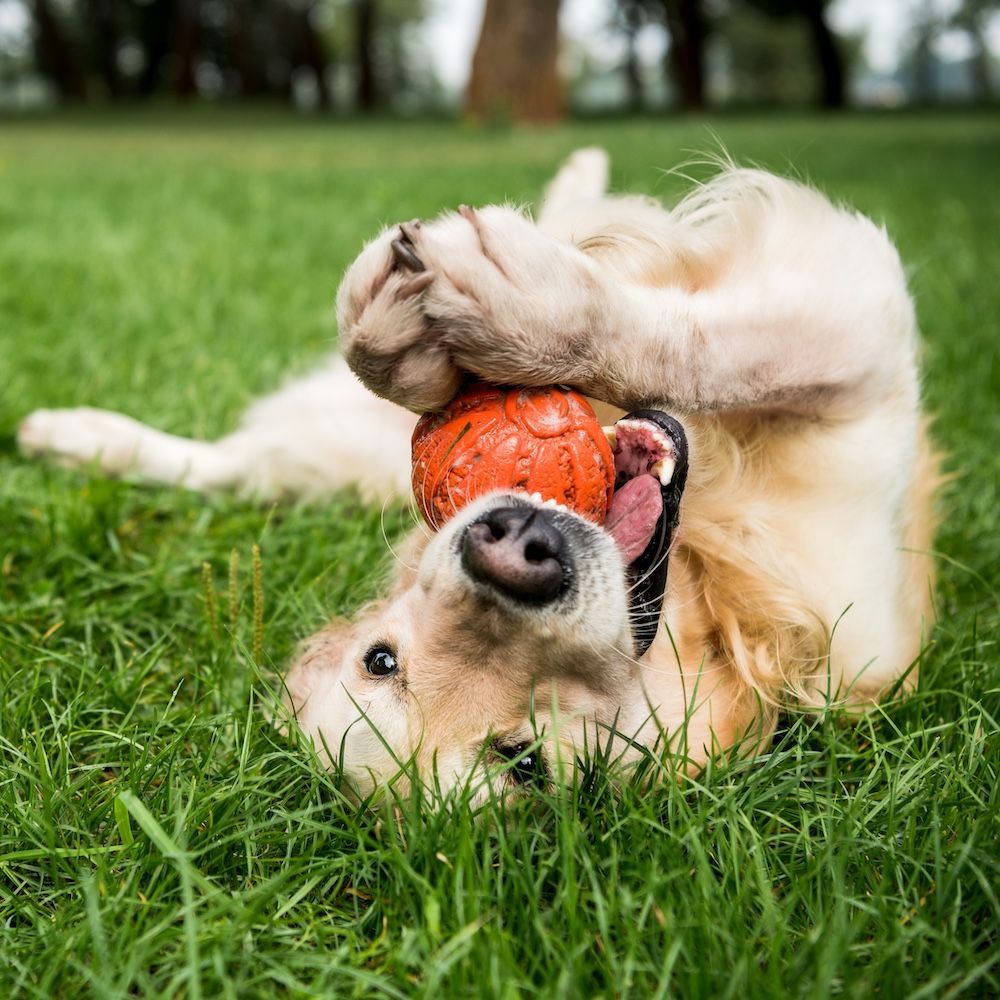 a dog is playing with a red ball in the grass