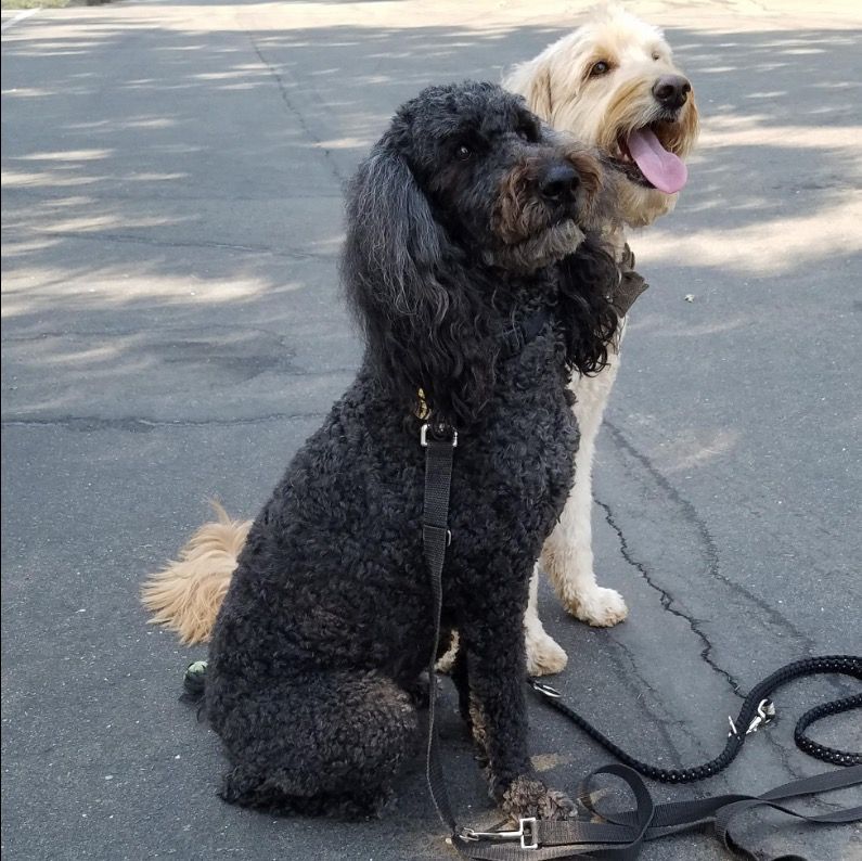 two dogs are sitting next to each other on the street