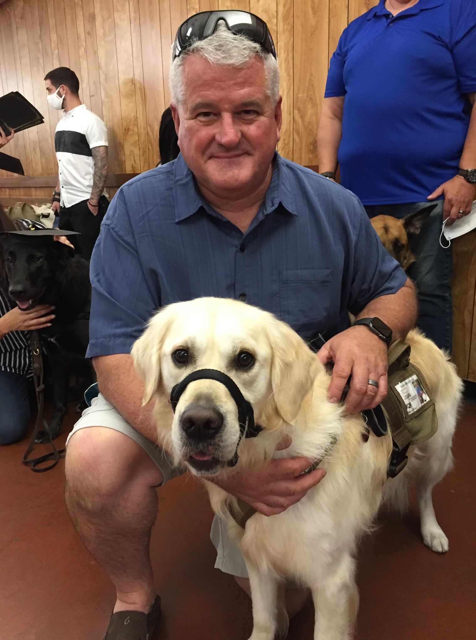 a english creme golden retriever service dog with handler dog