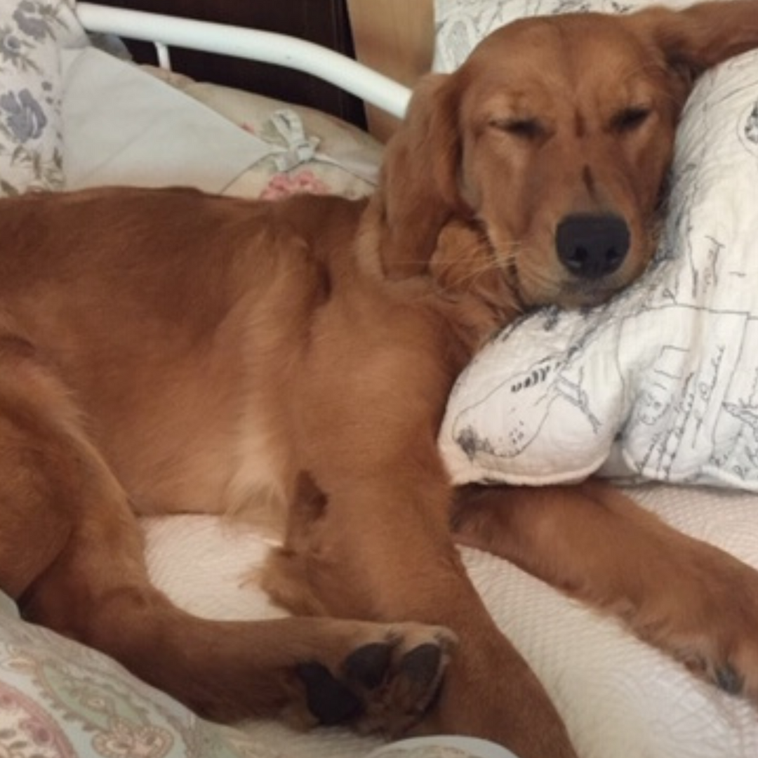 a brown dog is laying on a bed with a white pillow