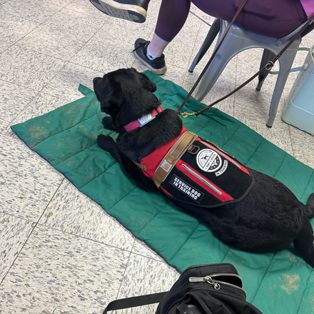 Black service dog in training lying on green mat, wearing a red vest, near a person's legs.