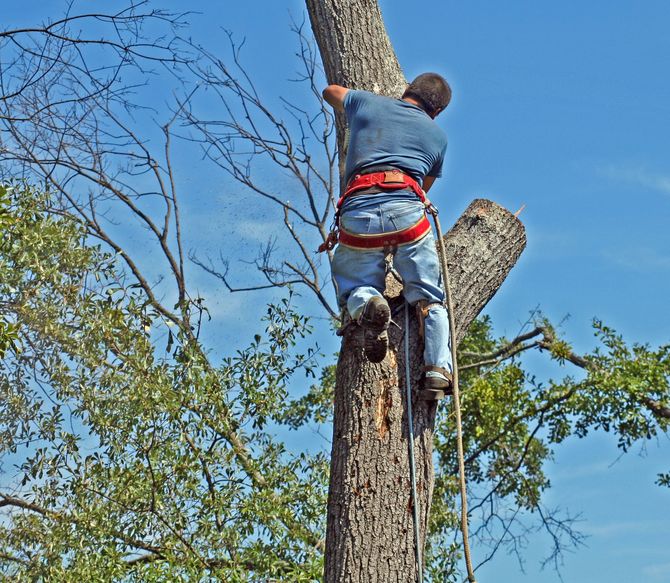 Arborist in safety harness climbing a tree to prune branches.