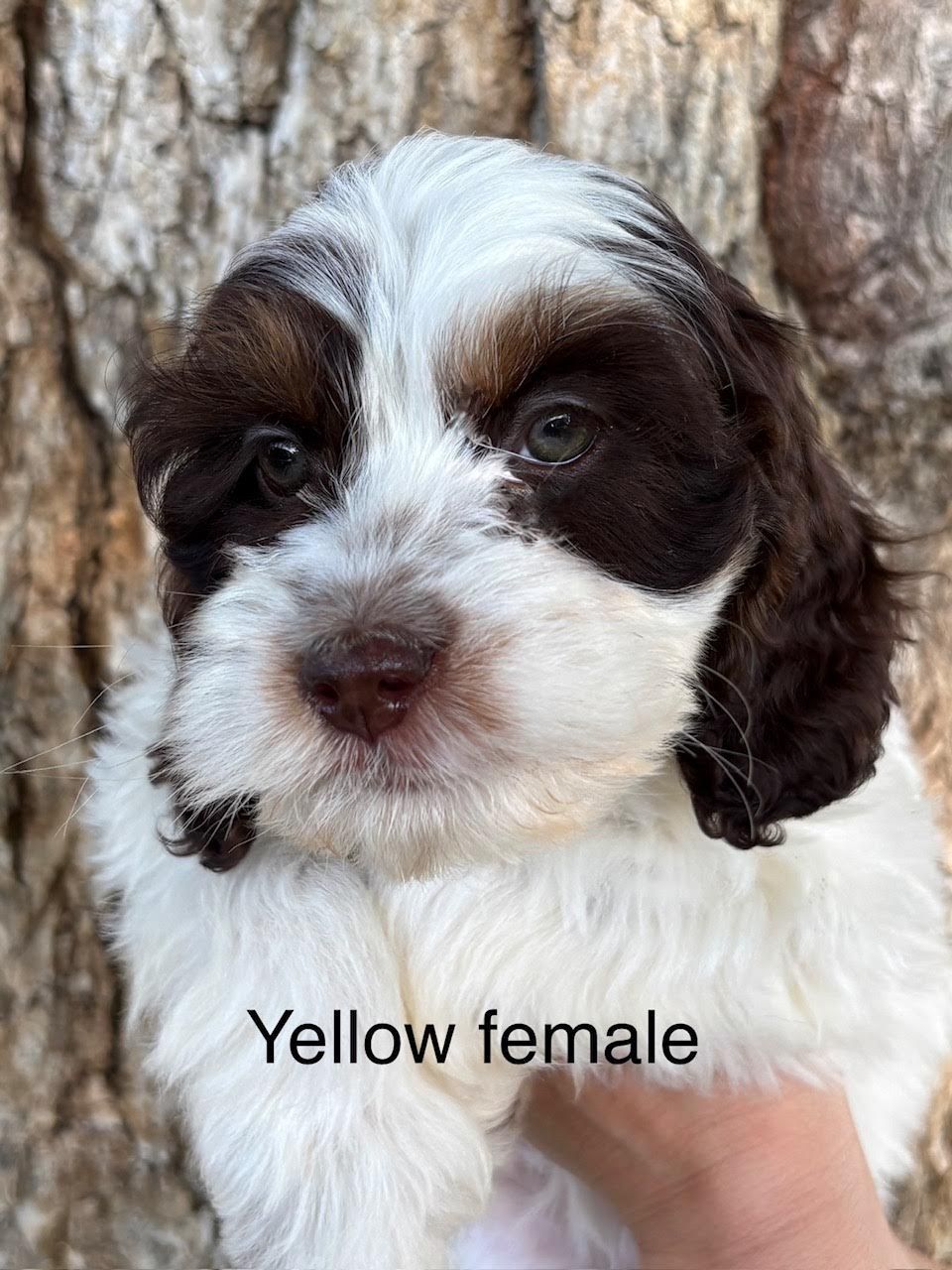 Mini Cockapoos Litters | Sand Hollow Doodles | Parma, ID