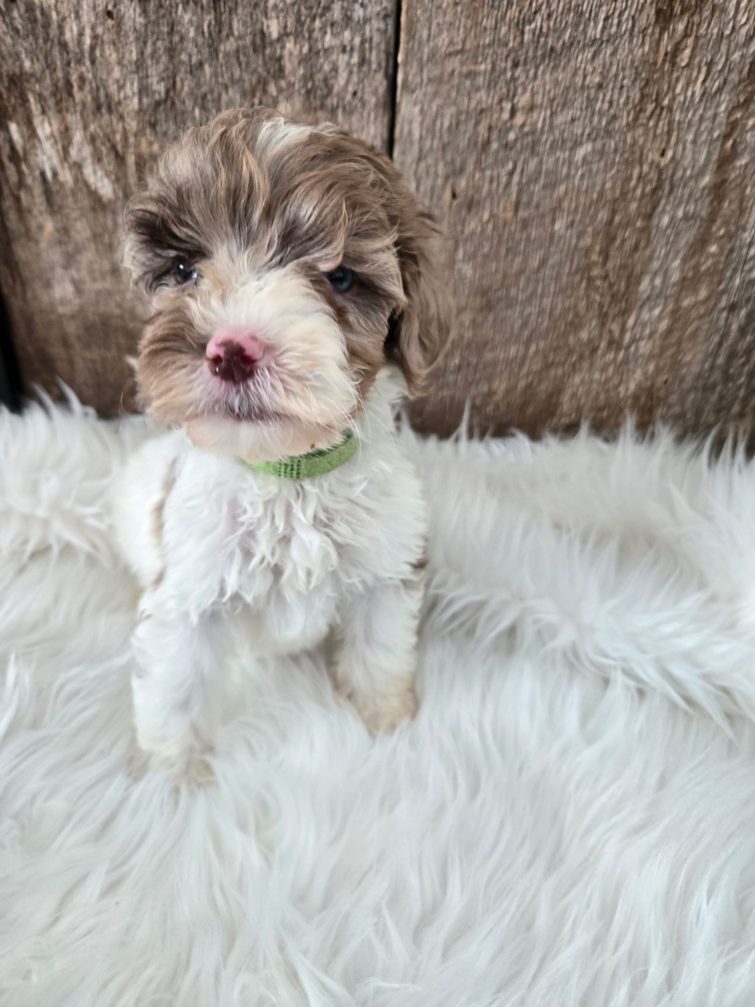 Small fluffy white-and-brown puppy with a green collar sitting on a white fur blanket in front of a wooden backdrop