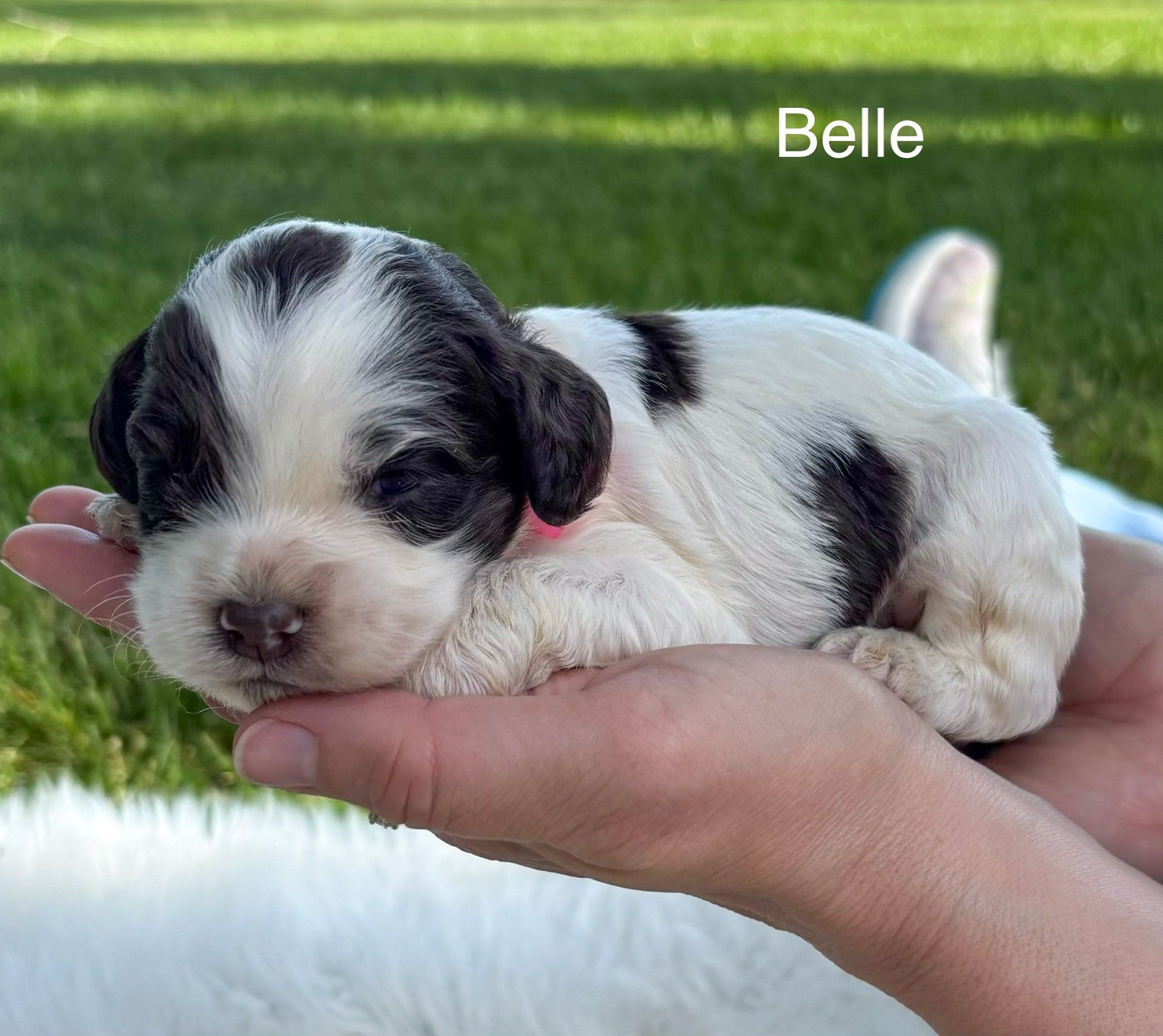 Tiny black-and-white puppy sleeping in a hand on grass, with “Belle” text above.