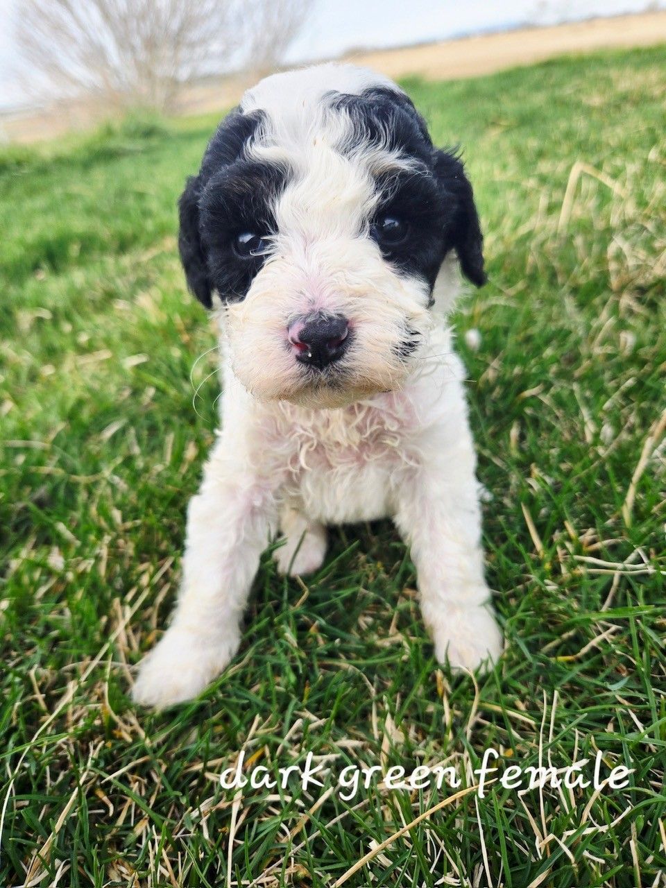 Spotted brown and white Cocker Spaniel dog sitting on green grass with tongue out, wearing a blue collar.