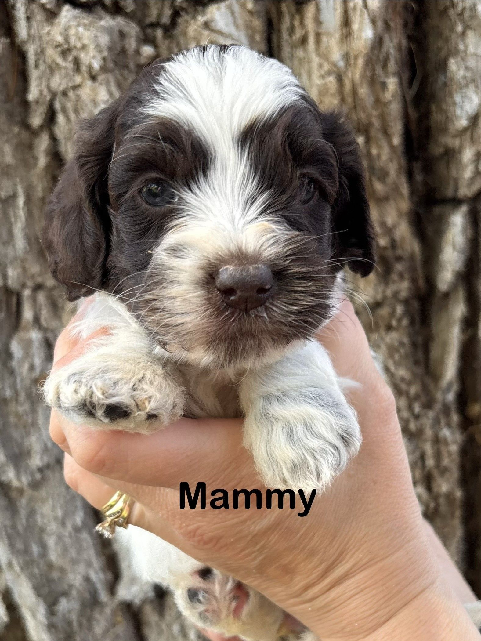 Black-and-white puppy named Mammy lying on a fluffy white blanket