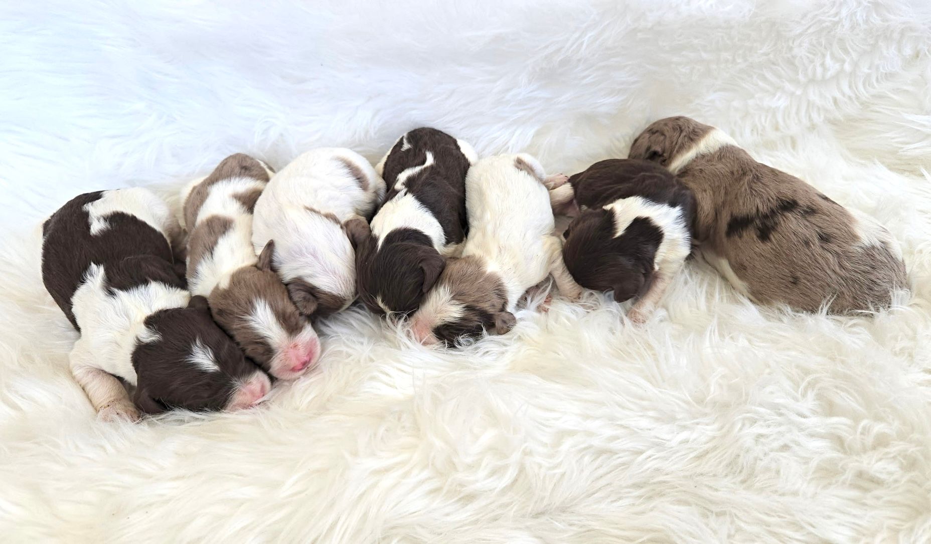Sleeping litter of brown, white, and tan puppies cuddled together on a fluffy white blanket