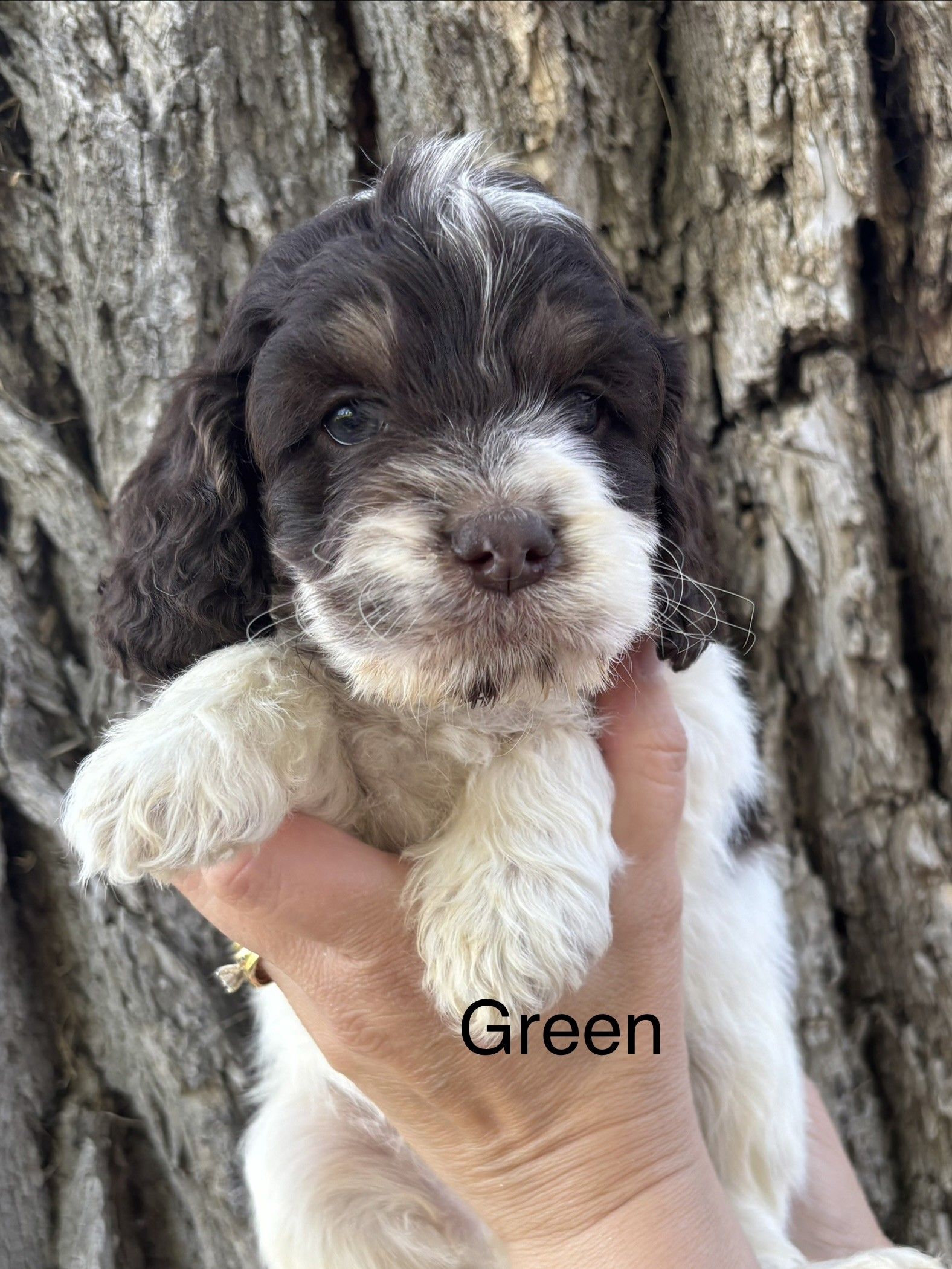 Black and white puppy sitting on a fluffy white blanket with “Green male” text overlay