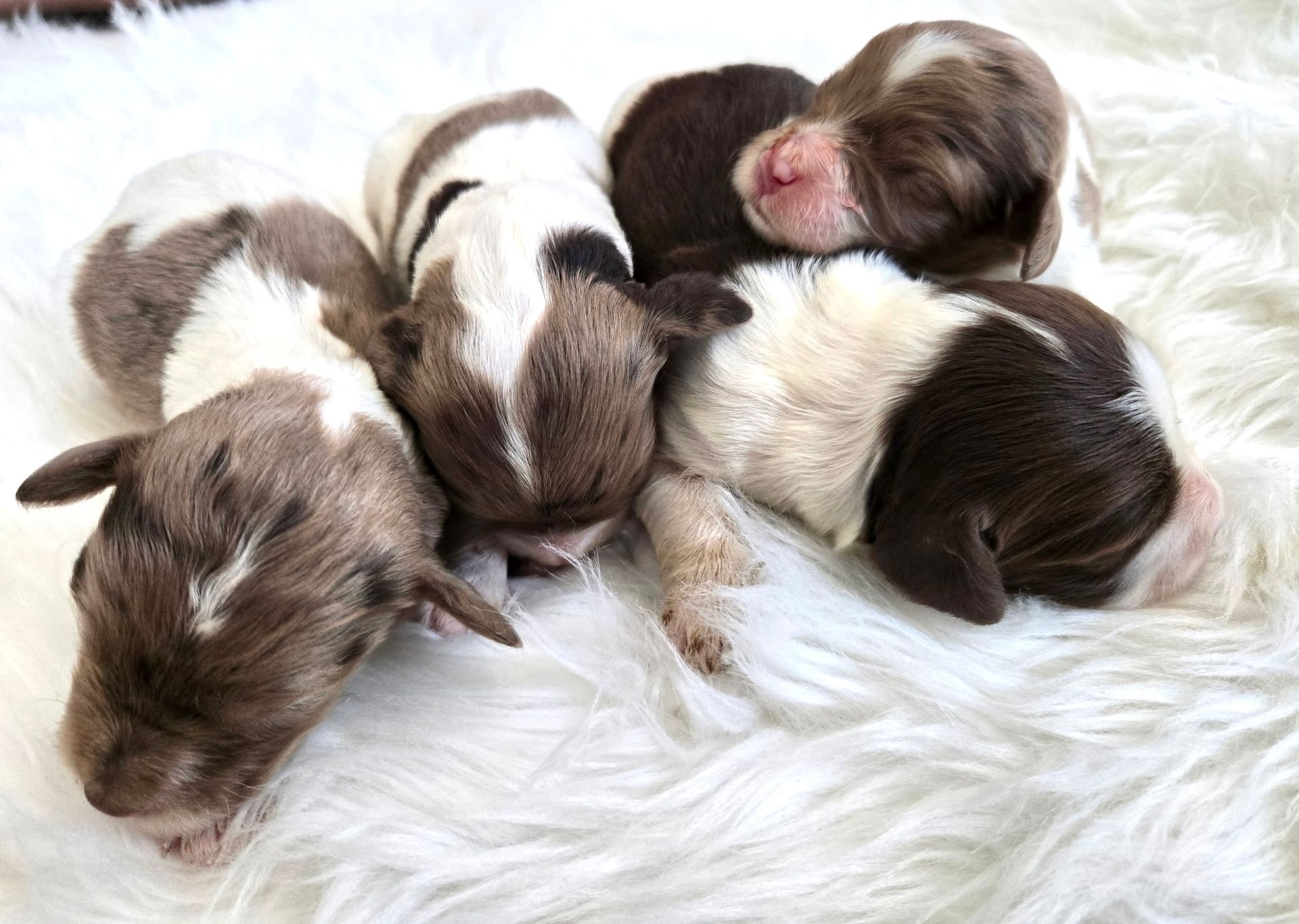 Four sleeping brown-and-white newborn puppies nestled together on a fluffy white blanket