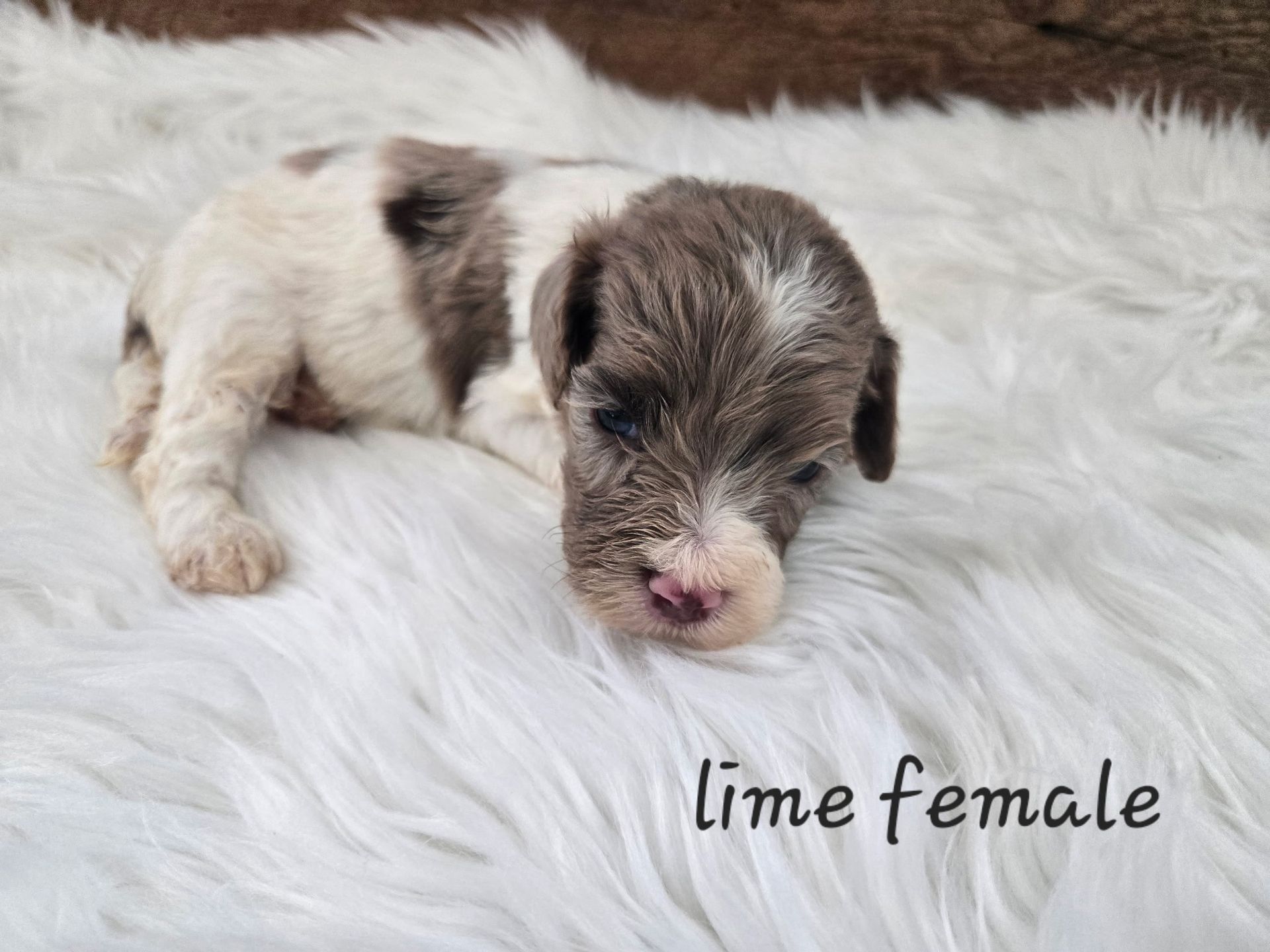 Small white and brown puppy lying on a fluffy blanket with text “female” on the image