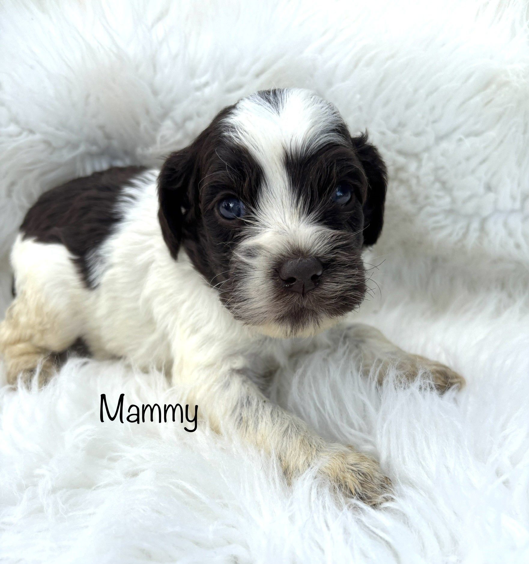 Black-and-white puppy named Mammy lying on a fluffy white blanket