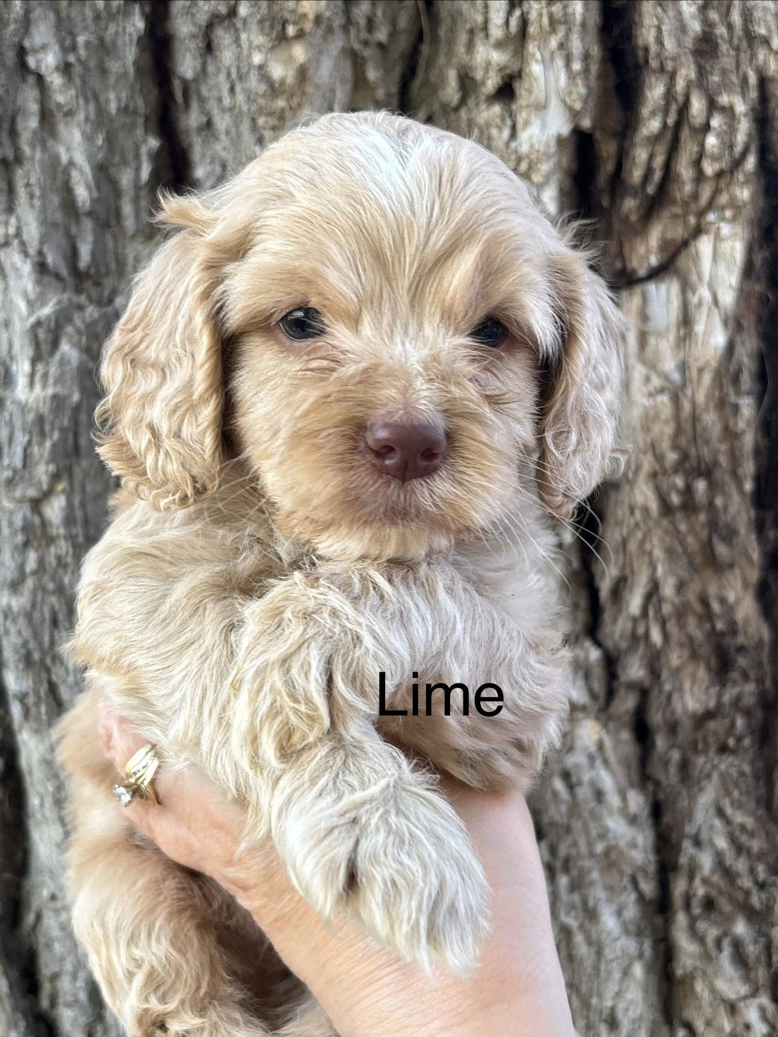 Small tan puppy sitting on a fluffy white blanket, looking at the camera