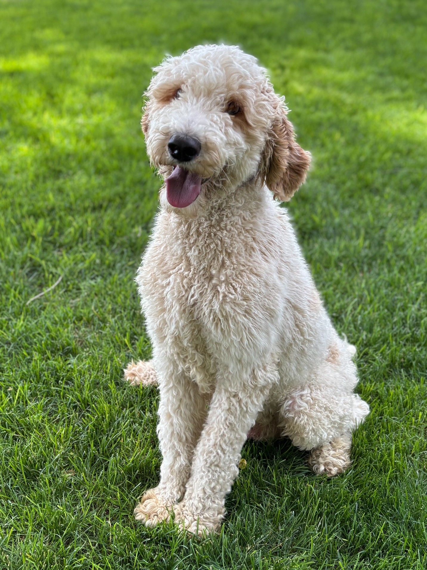 Spotted brown and white Cocker Spaniel dog sitting on green grass with tongue out, wearing a blue collar.