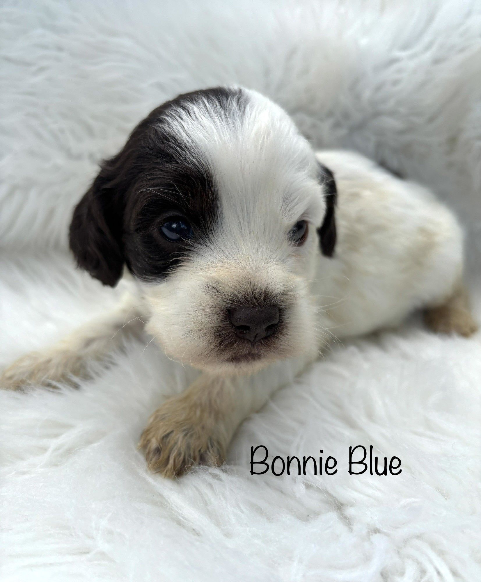 Small black-and-white puppy lying on a fluffy white blanket, with “Bonnie Blue” text.
