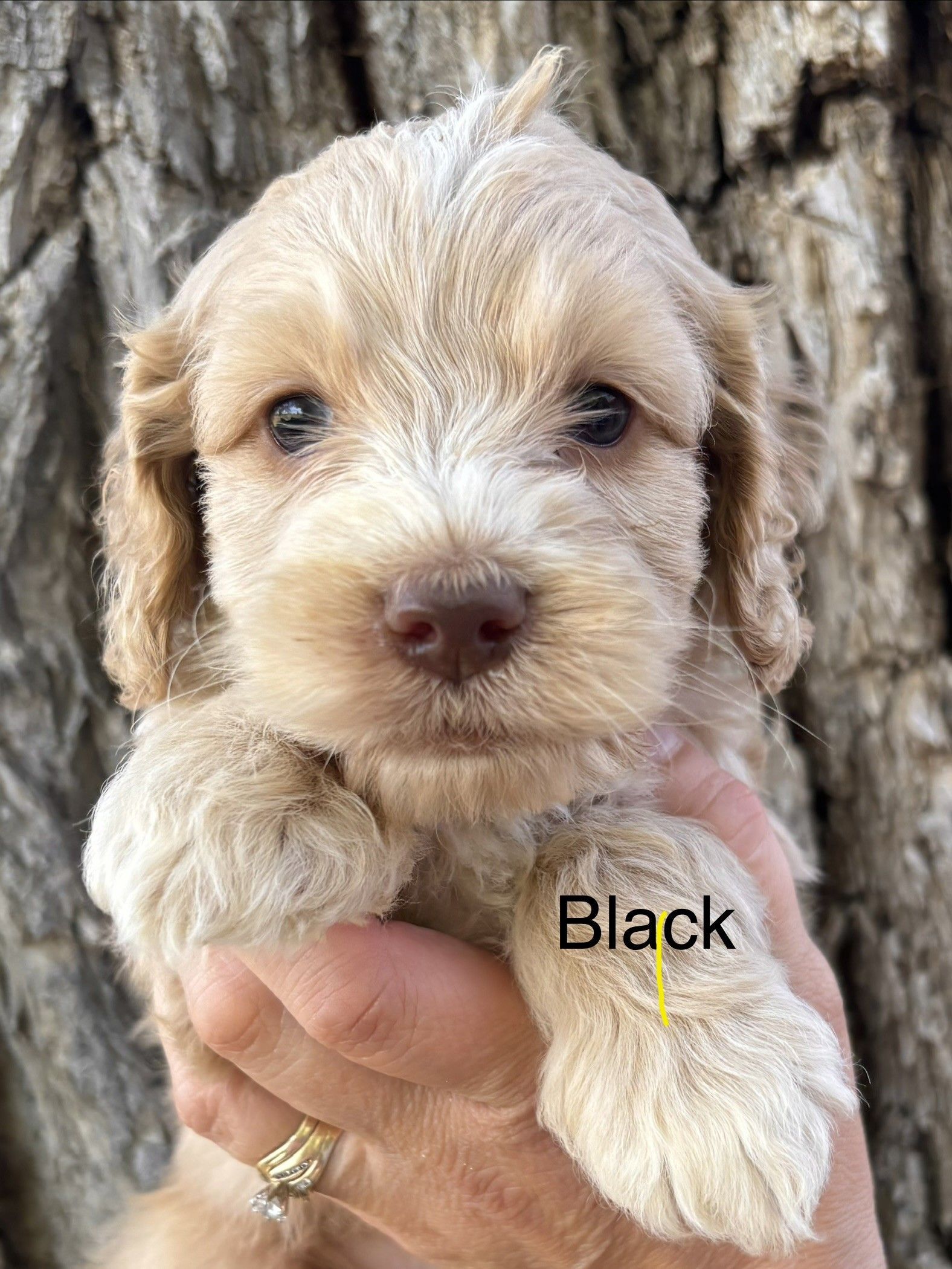 Small tan puppy sitting on a fluffy white blanket, labeled “Black male.”