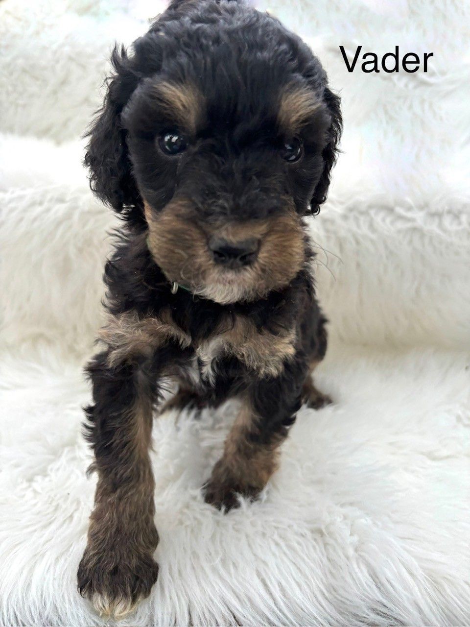 Small brown-and-black puppy sitting on a fluffy white blanket with the label “Aunt Beru”