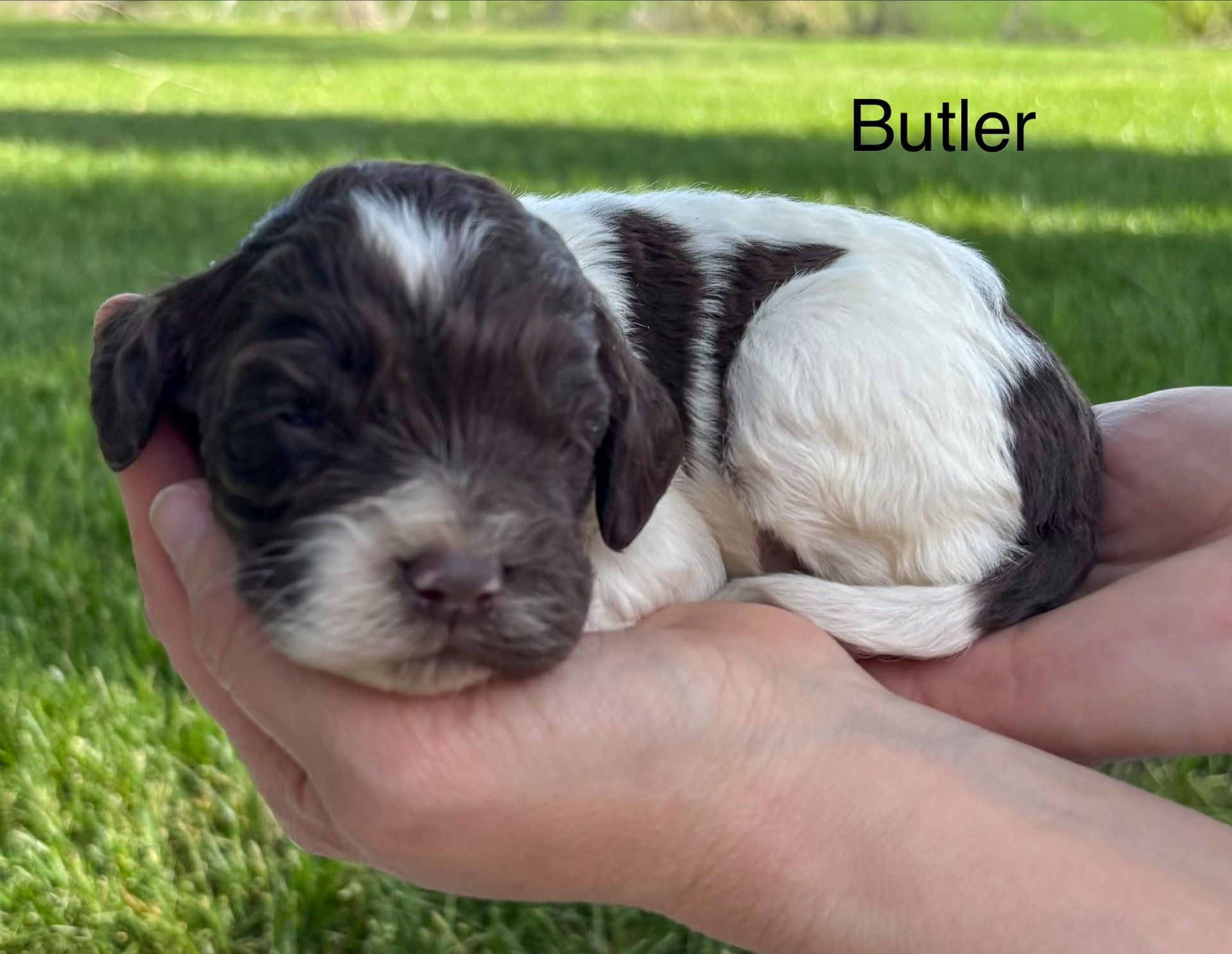 Small black-and-white puppy labeled “Butler” resting in cupped hands on grass.