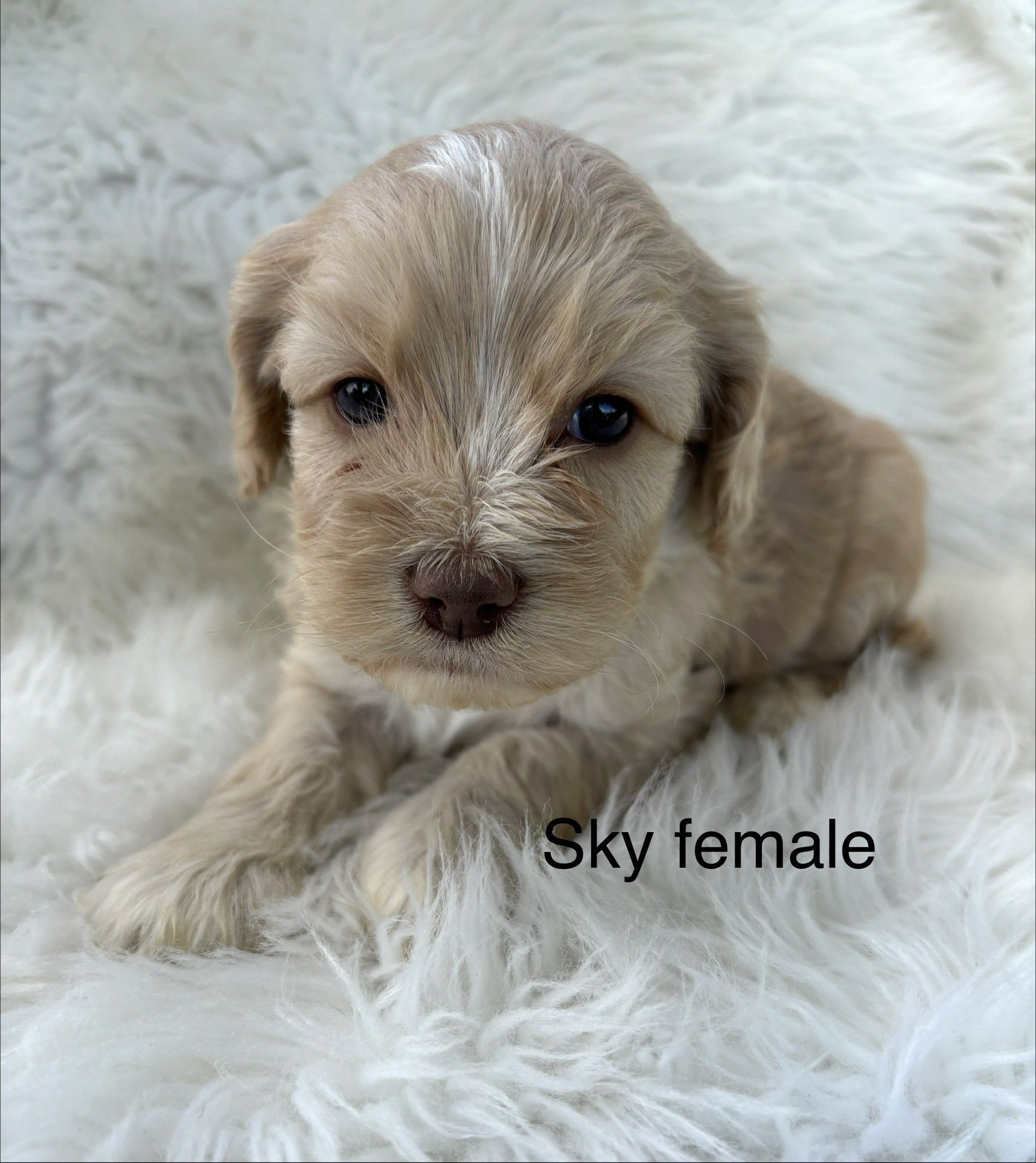 Small tan puppy sitting on a fluffy white blanket with “Sky female” text overlay.