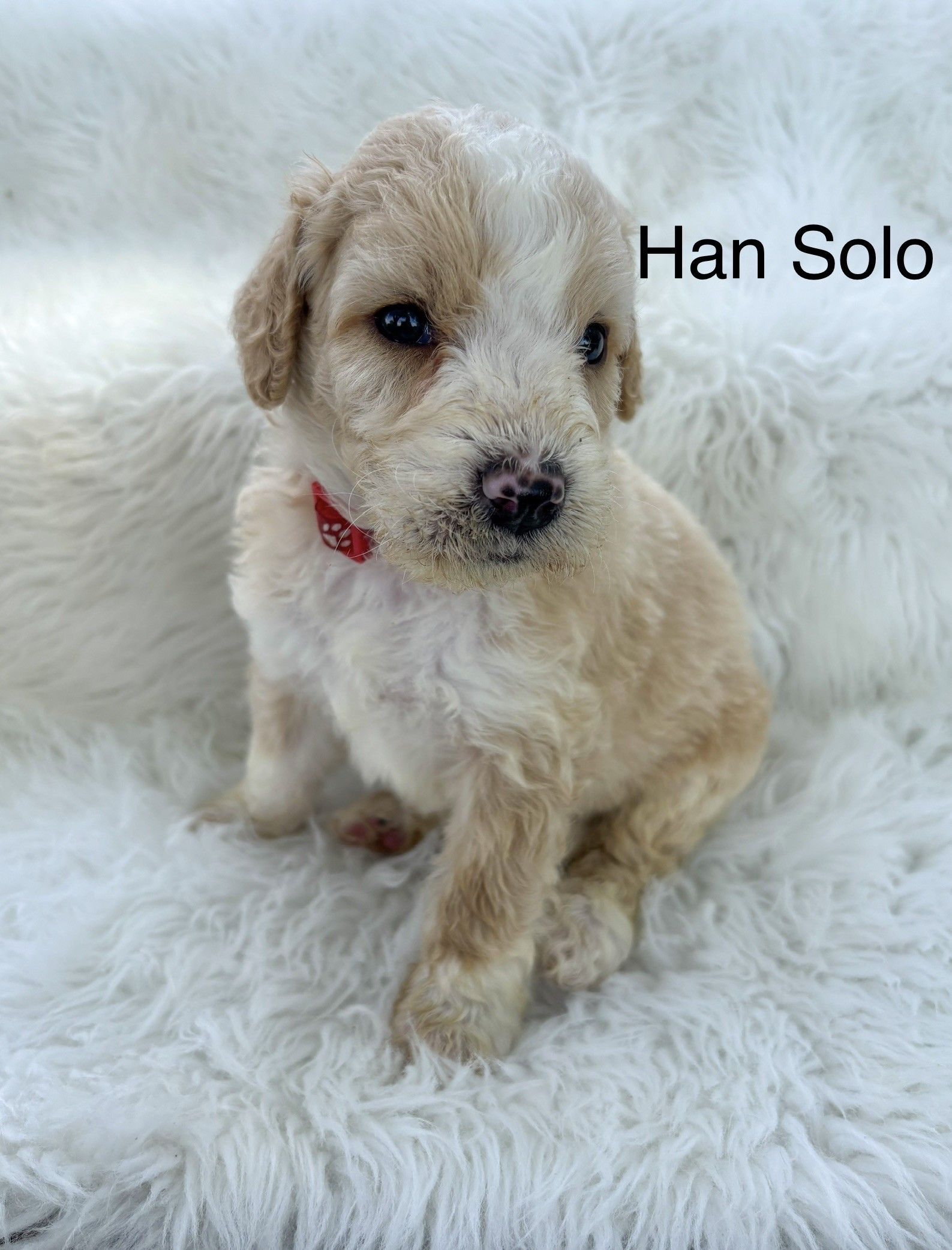 Small brown-and-black puppy sitting on a fluffy white blanket with the label “Aunt Beru”
