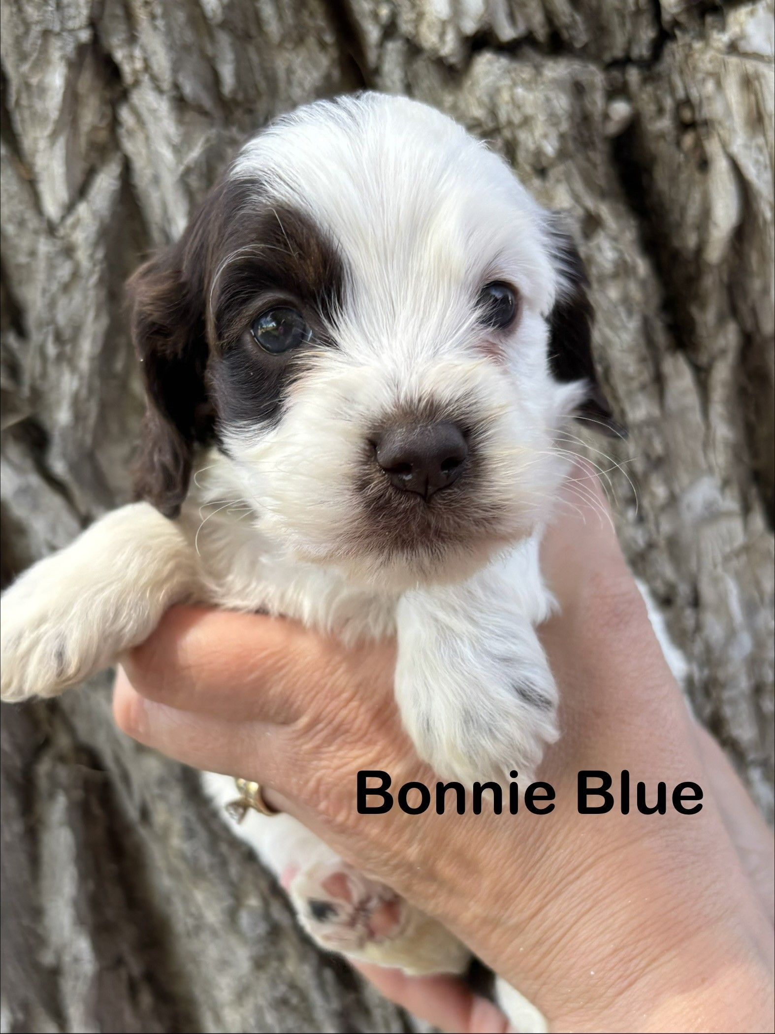 Small black-and-white puppy lying on a fluffy white blanket, with “Bonnie Blue” text.