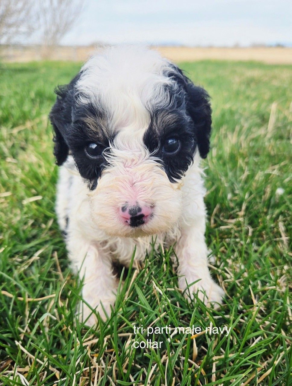 Black and white dog sitting in grass, looking towards the camera.