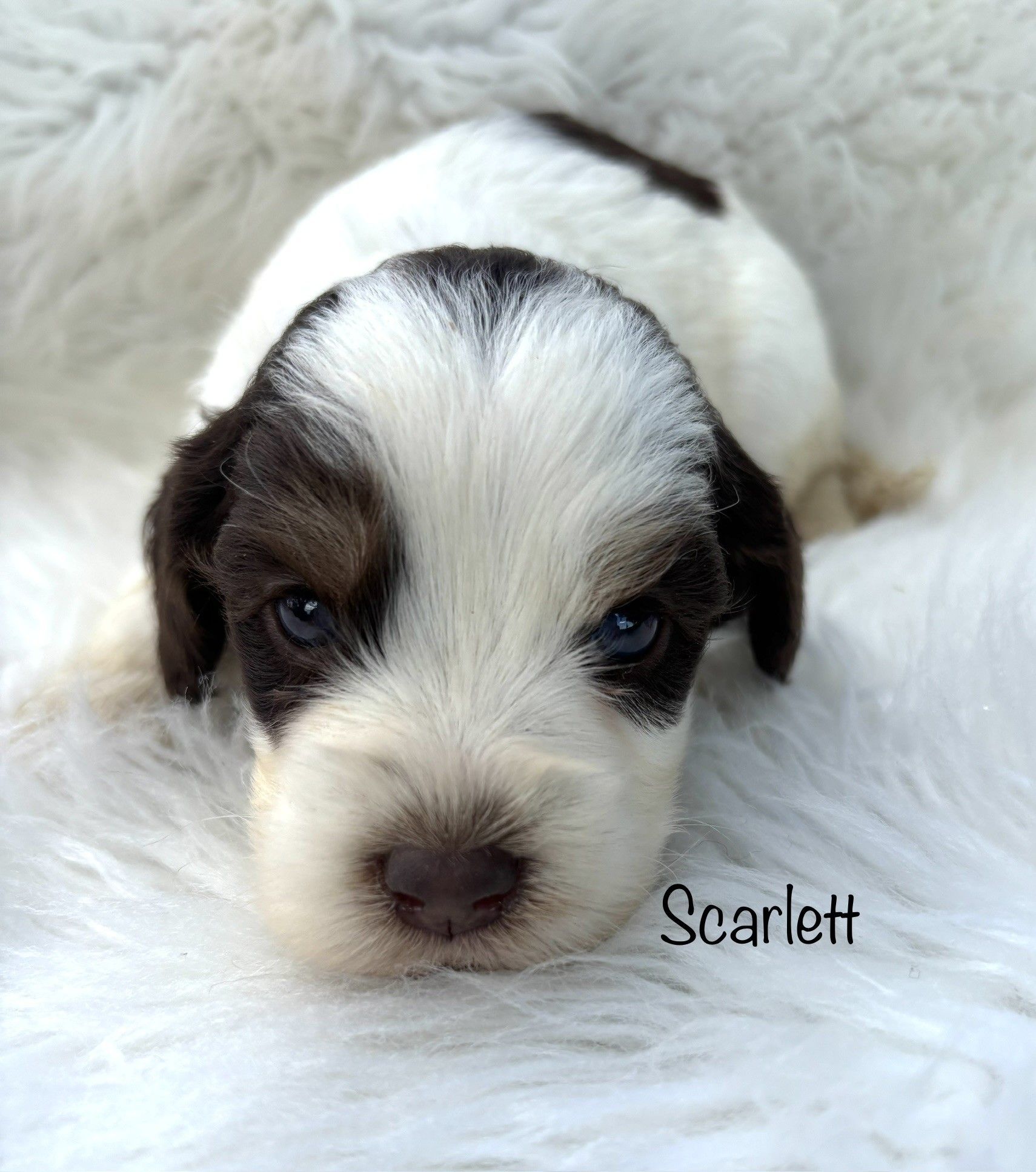 Tiny black-and-white puppy lying on a fluffy white blanket, with the name “Scarlett” written beside it