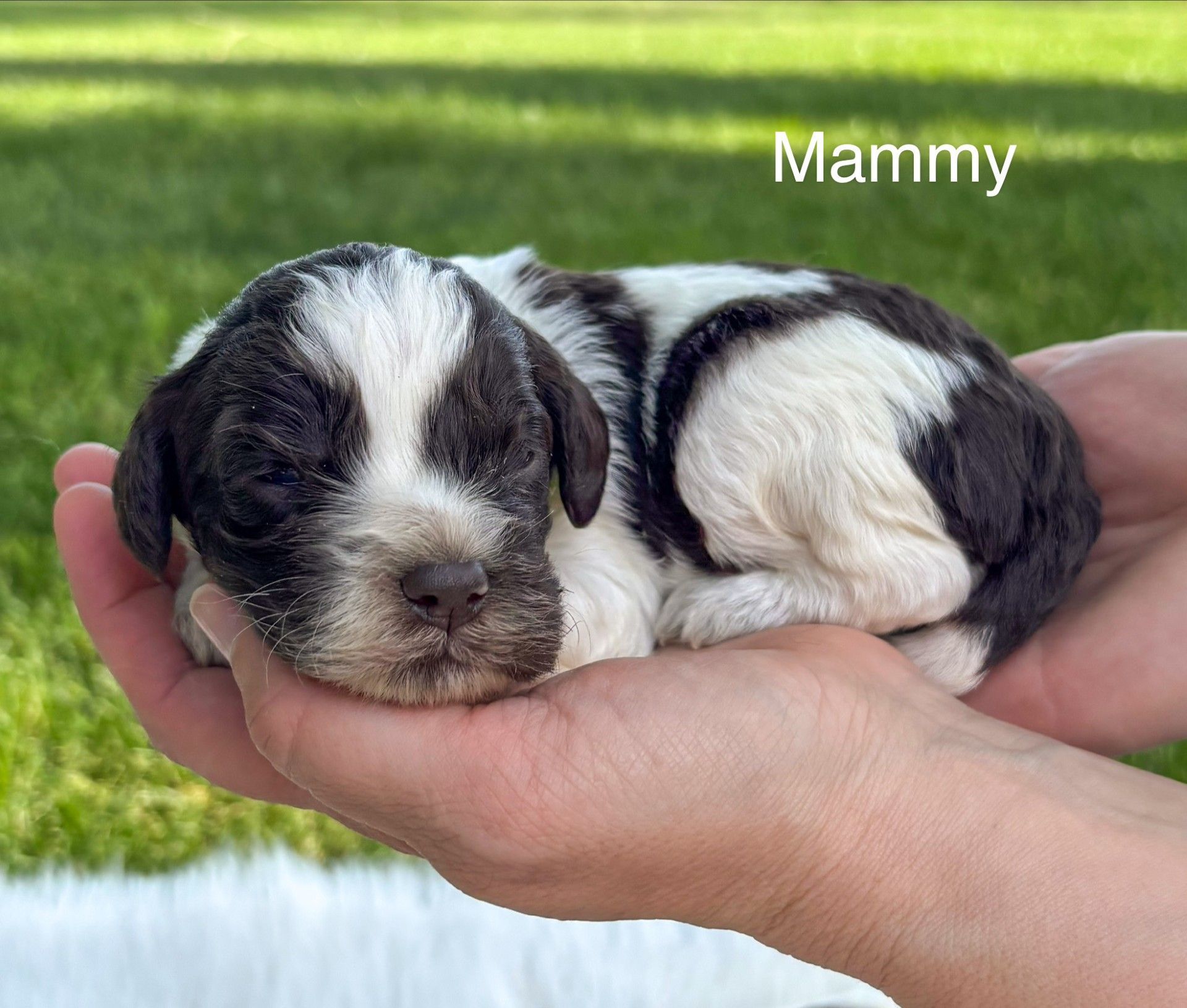 Tiny black-and-white puppy sleeping in a hand outdoors, labeled “Mammy”
