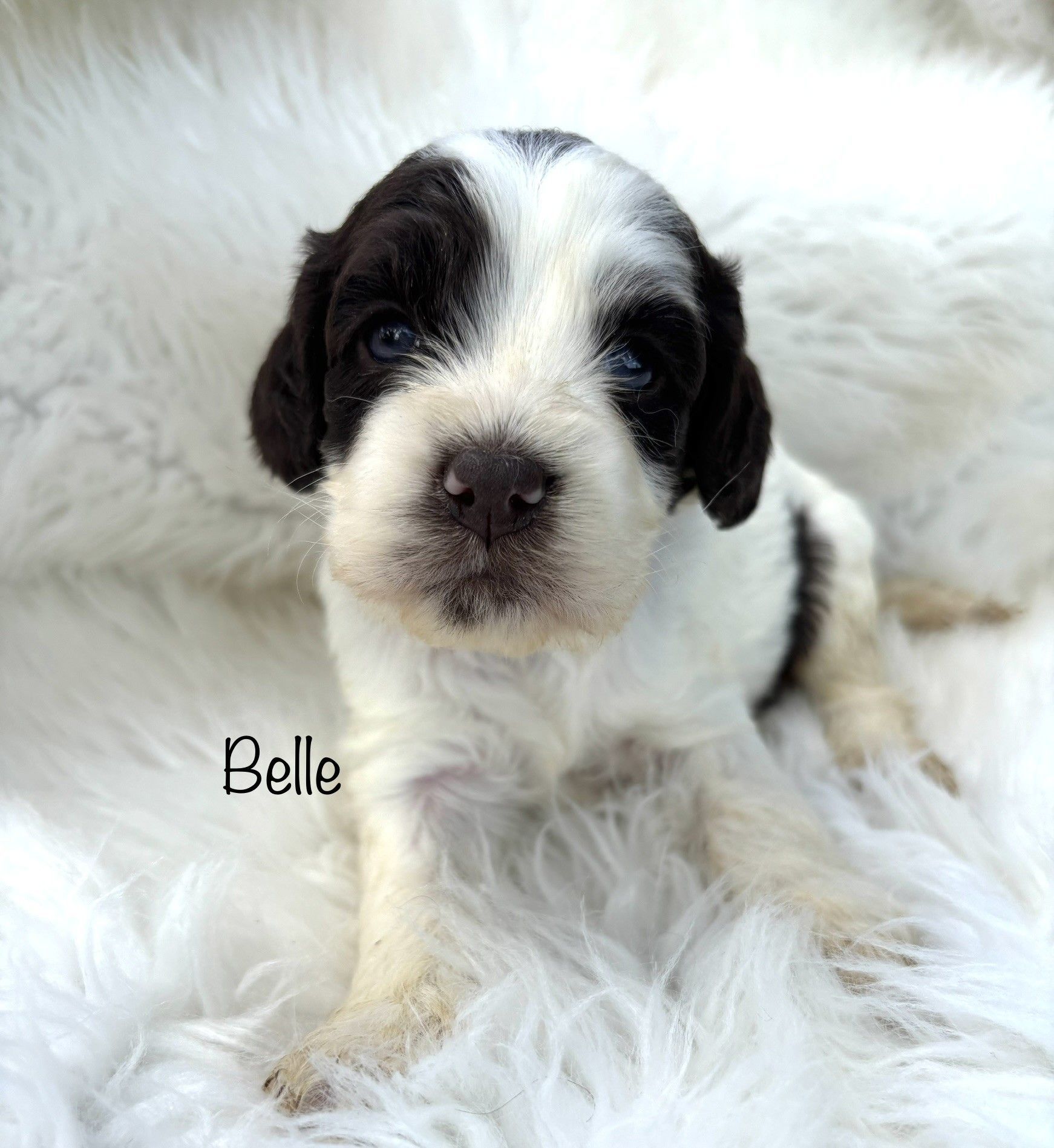 Small black-and-white puppy named Belle lying on fluffy white fur, facing the camera.