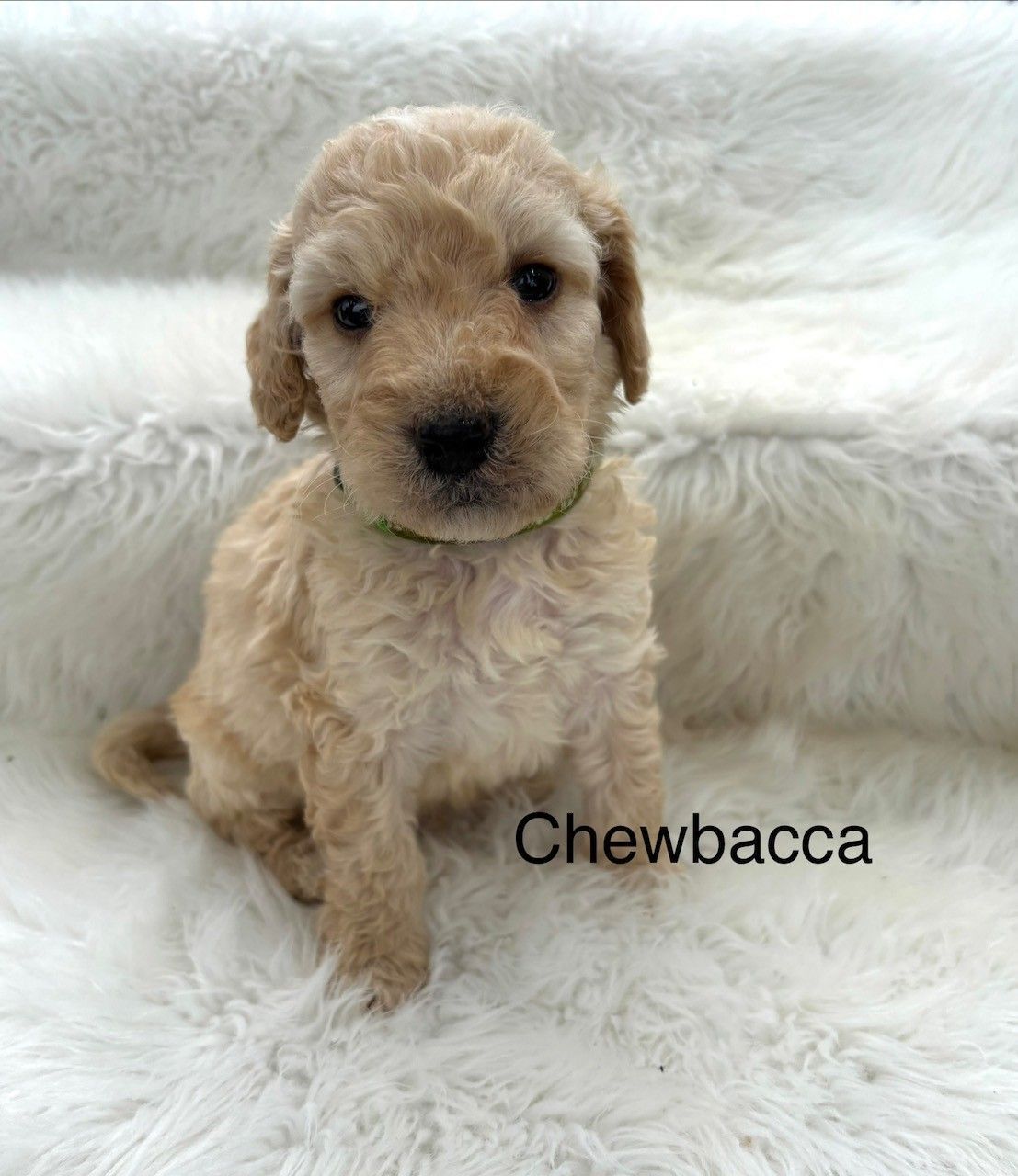 Small cream-colored puppy named Han Solo sitting on a fluffy white blanket