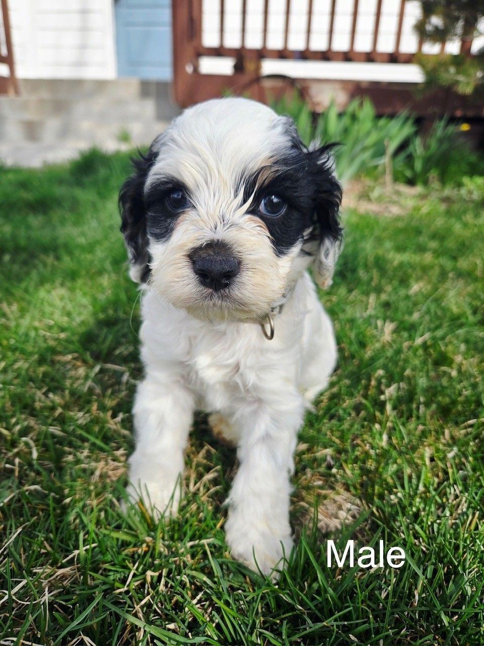 Black and white dog sitting in grass, looking towards the camera.