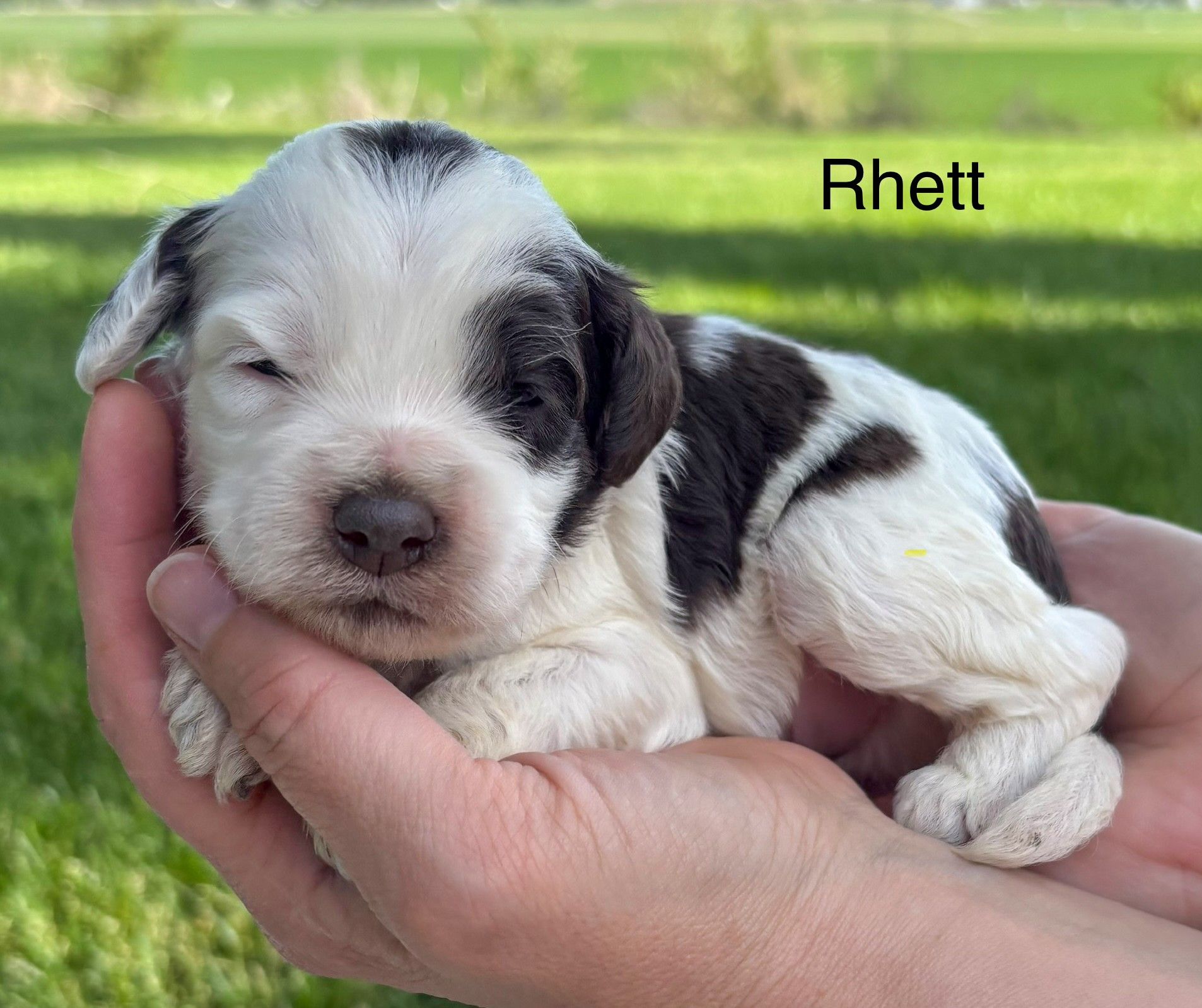 Tiny black-and-white puppy asleep in a hand, with “Rhett” text above.