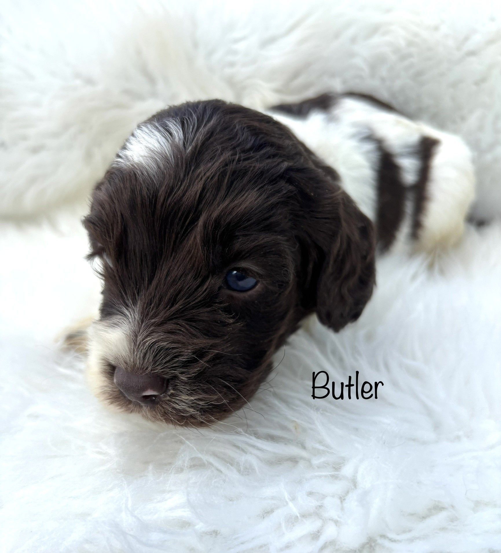 Black-and-white puppy lying on a fluffy white blanket, labeled “Butler”
