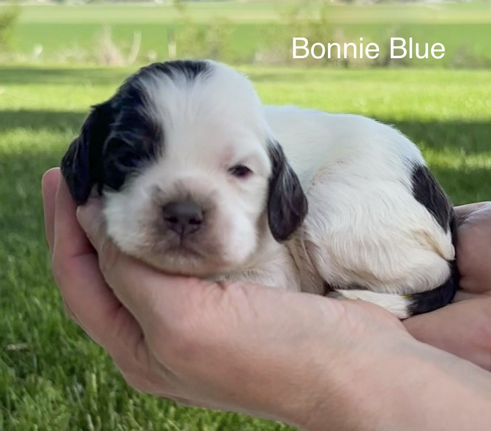 Small black-and-white puppy resting in cupped hands outdoors, with “Bonnie Blue” text.