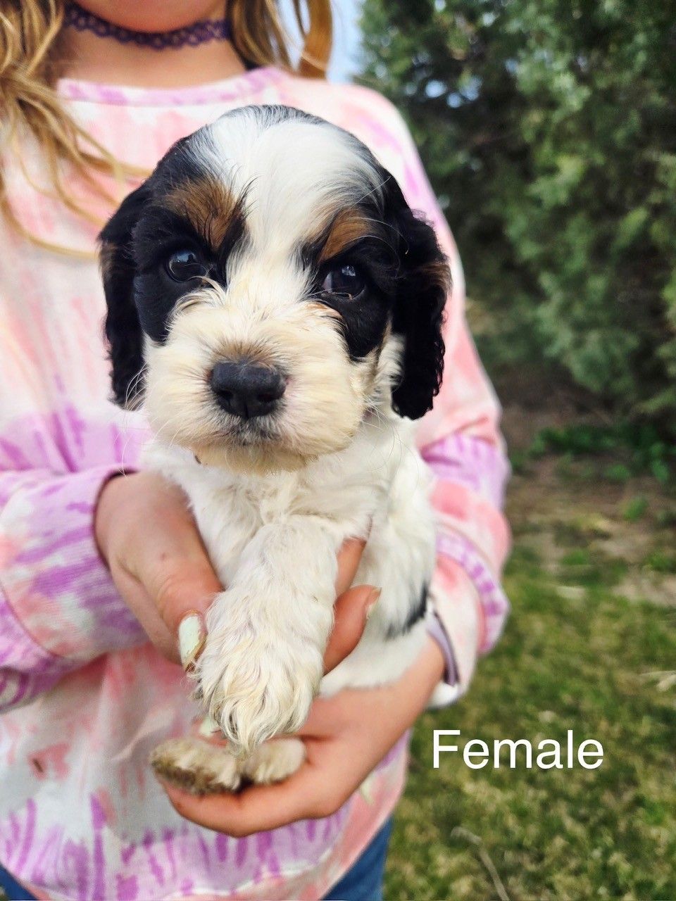 Spotted brown and white Cocker Spaniel dog sitting on green grass with tongue out, wearing a blue collar.