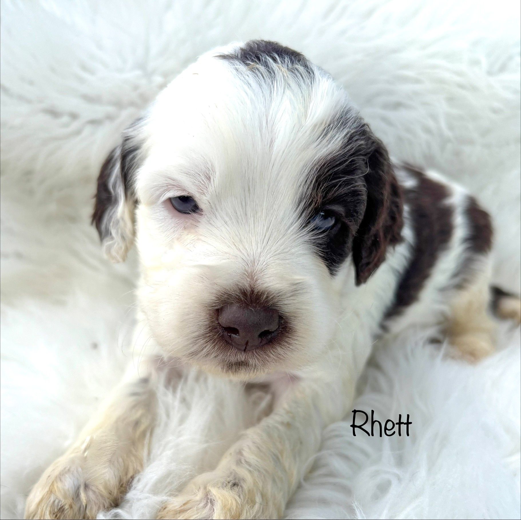 Small black-and-white puppy lying on a fluffy white blanket, looking at the camera, with “Rhett” text.