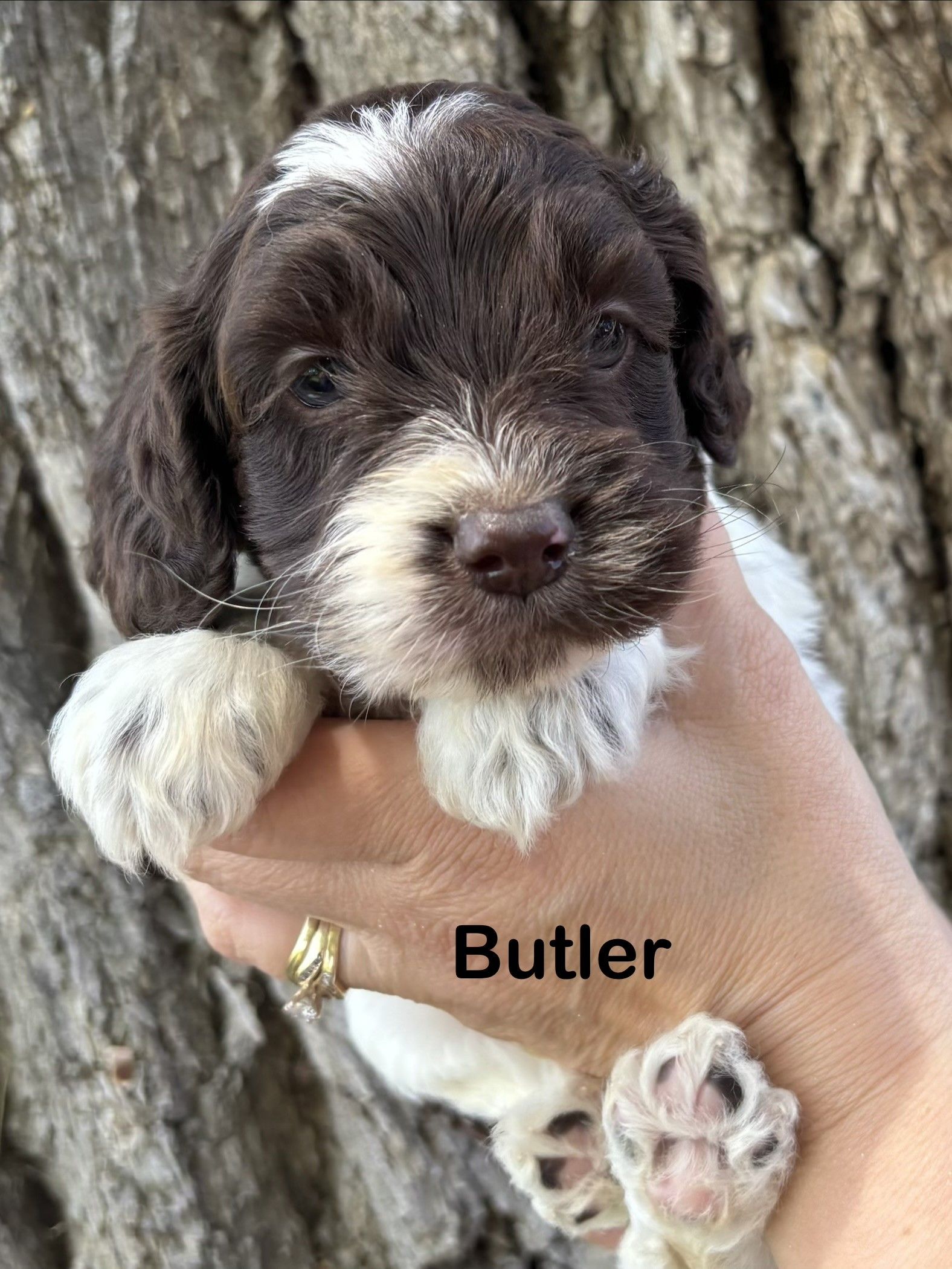 Small black-and-white puppy labeled “Butler” resting in cupped hands on grass.