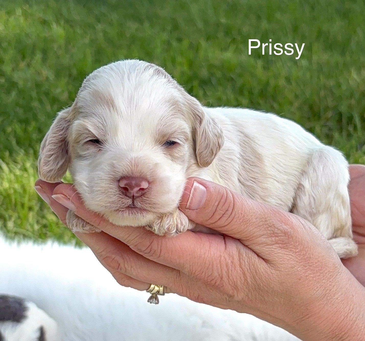 White puppy named Prissy resting in a hand on grass, with eyes closed.