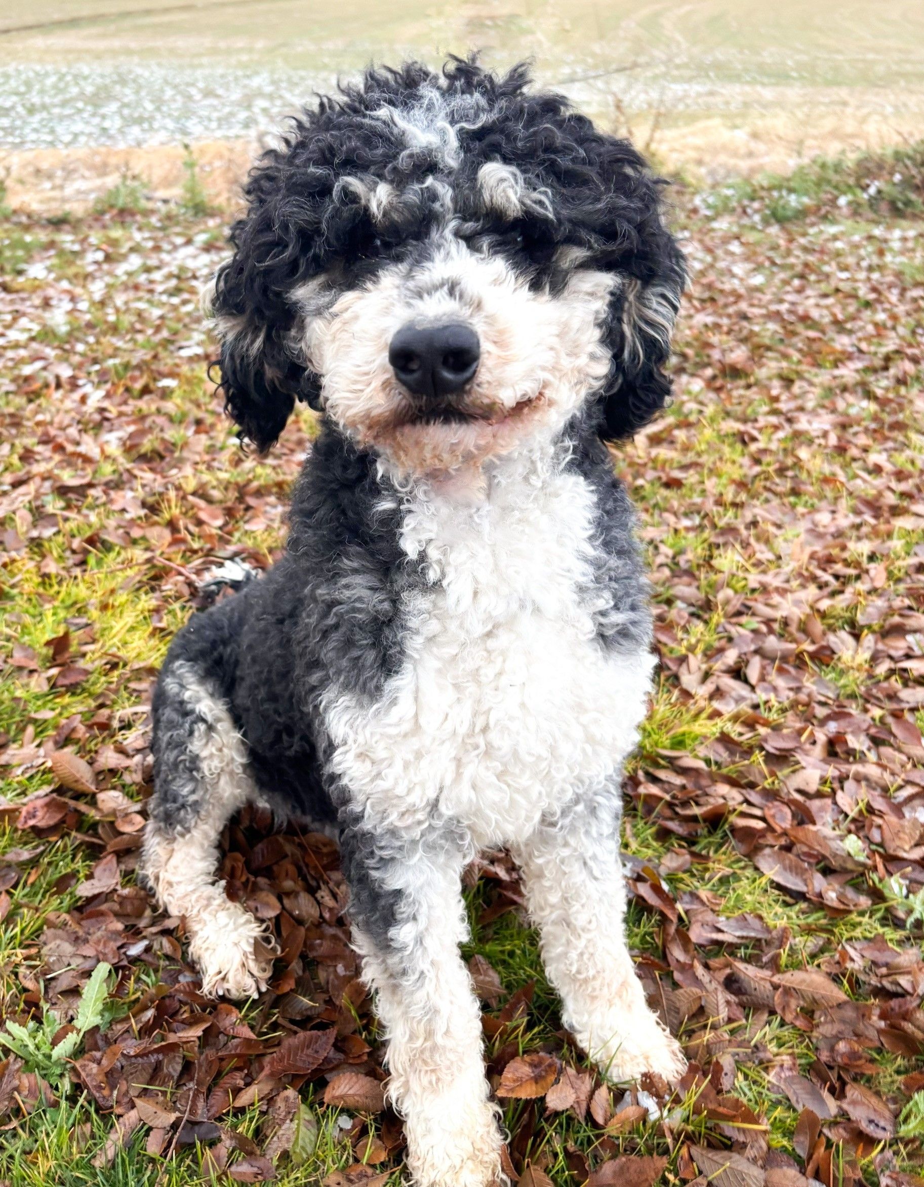 Black and white dog sitting in grass, looking towards the camera.